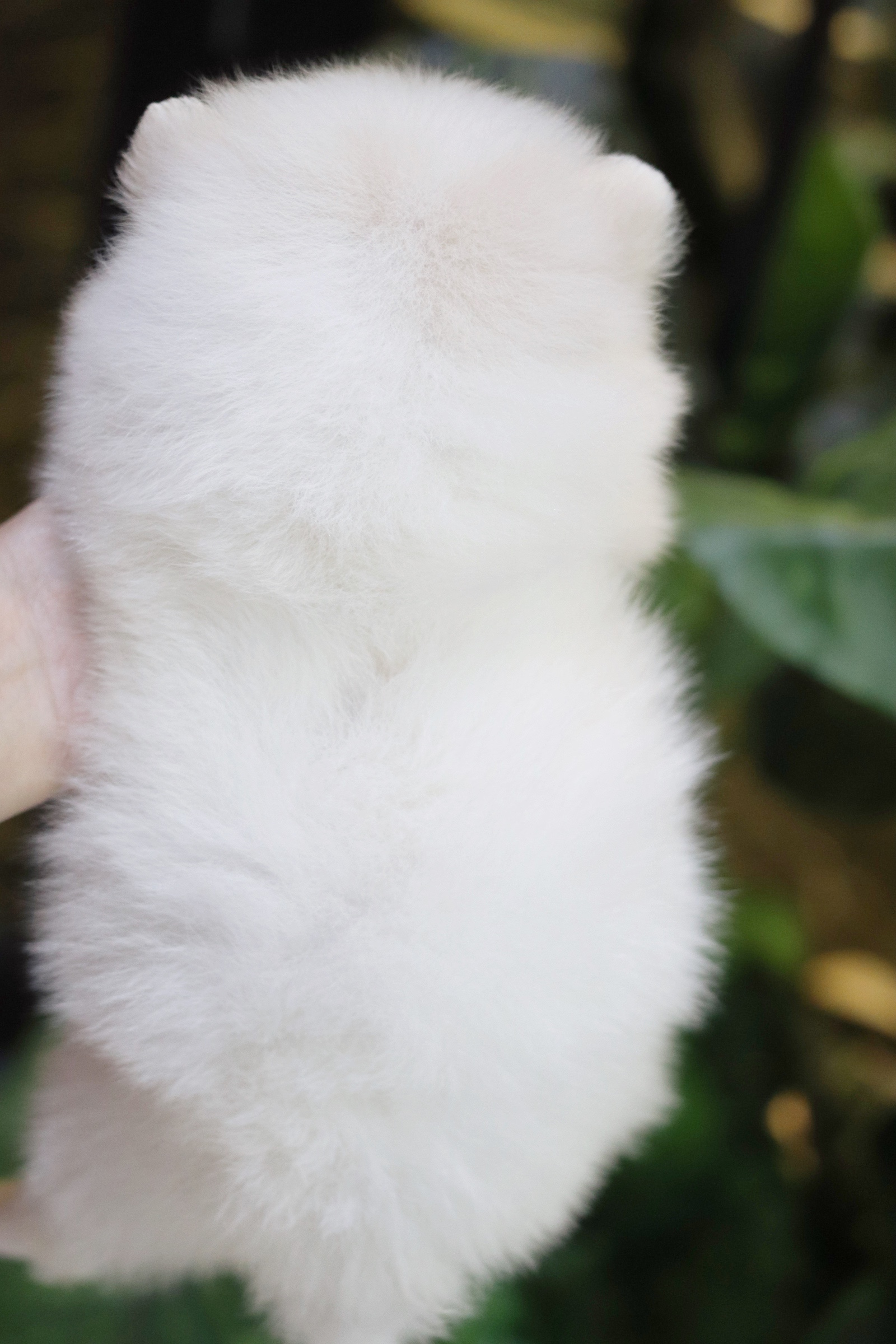 ปอมเมอเรเนียน เพศเมียขาวครีม