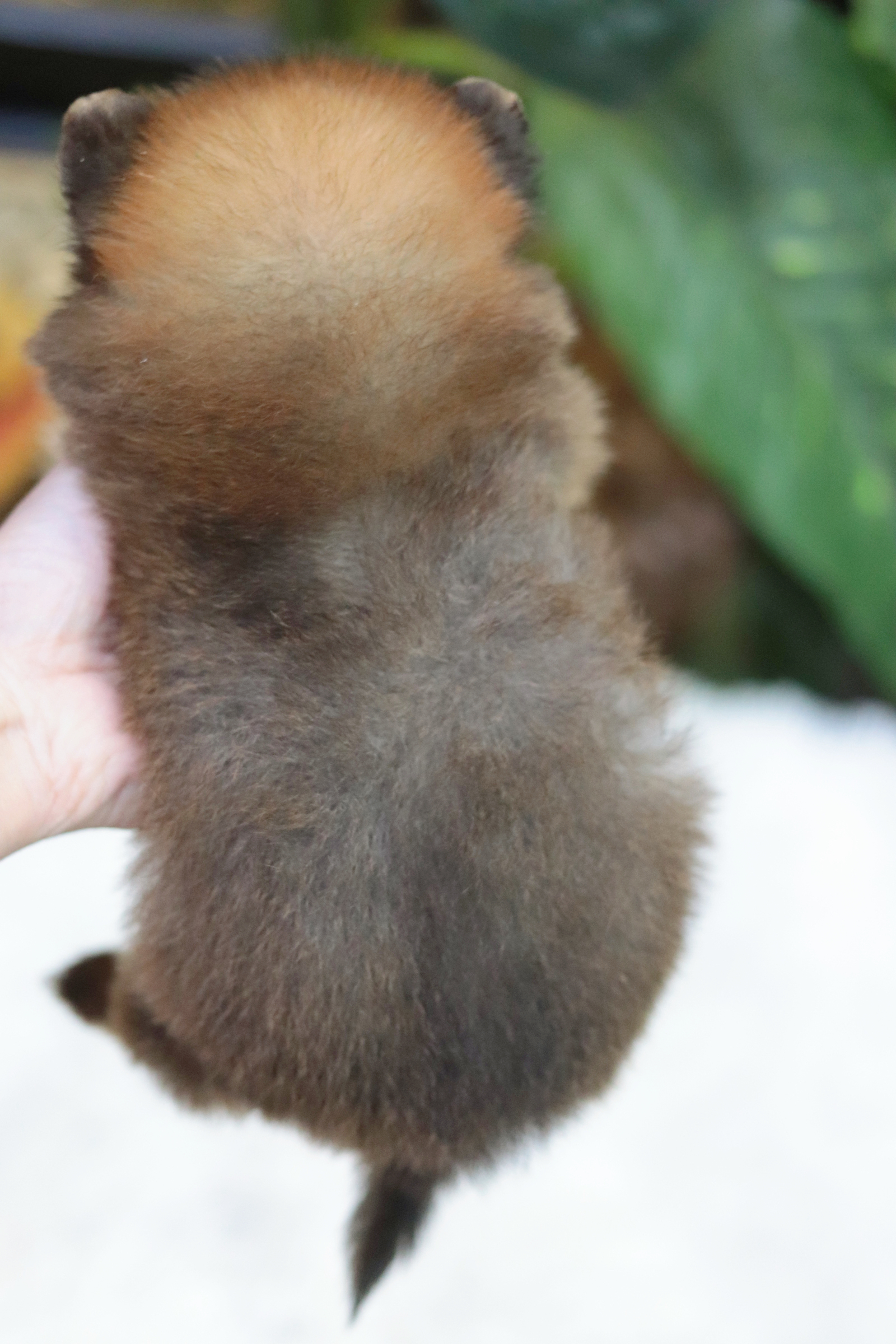 ปอมเมอเรเนียน เพศผู้