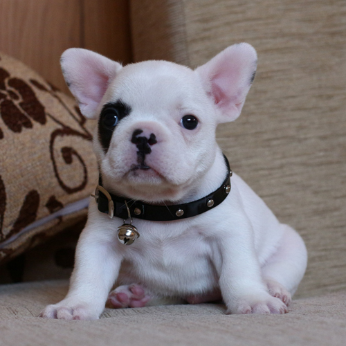 น้องไรเฟิล เฟรนช๋บูลด็อก มาร์คกิ้งโจรสลัด หน้าตาเท่ห์ๆ