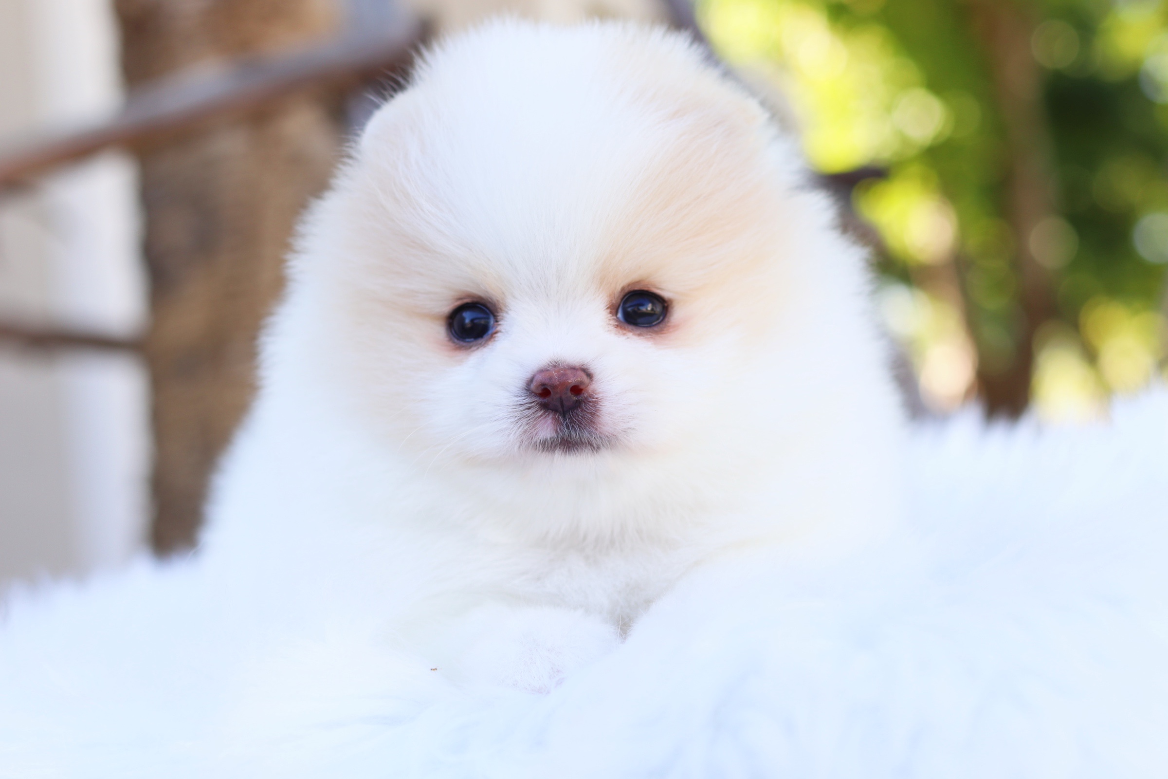 ปอมเมอเรเนียน เพศผู้ แฟนซี เกรดโชว์