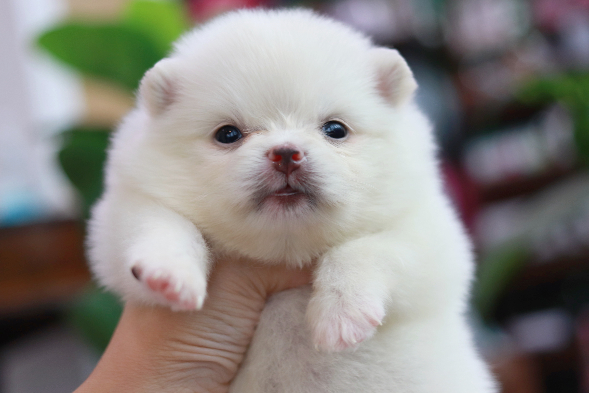 ปอมเมอเรเนียน เพศเมีย ขาวครีม