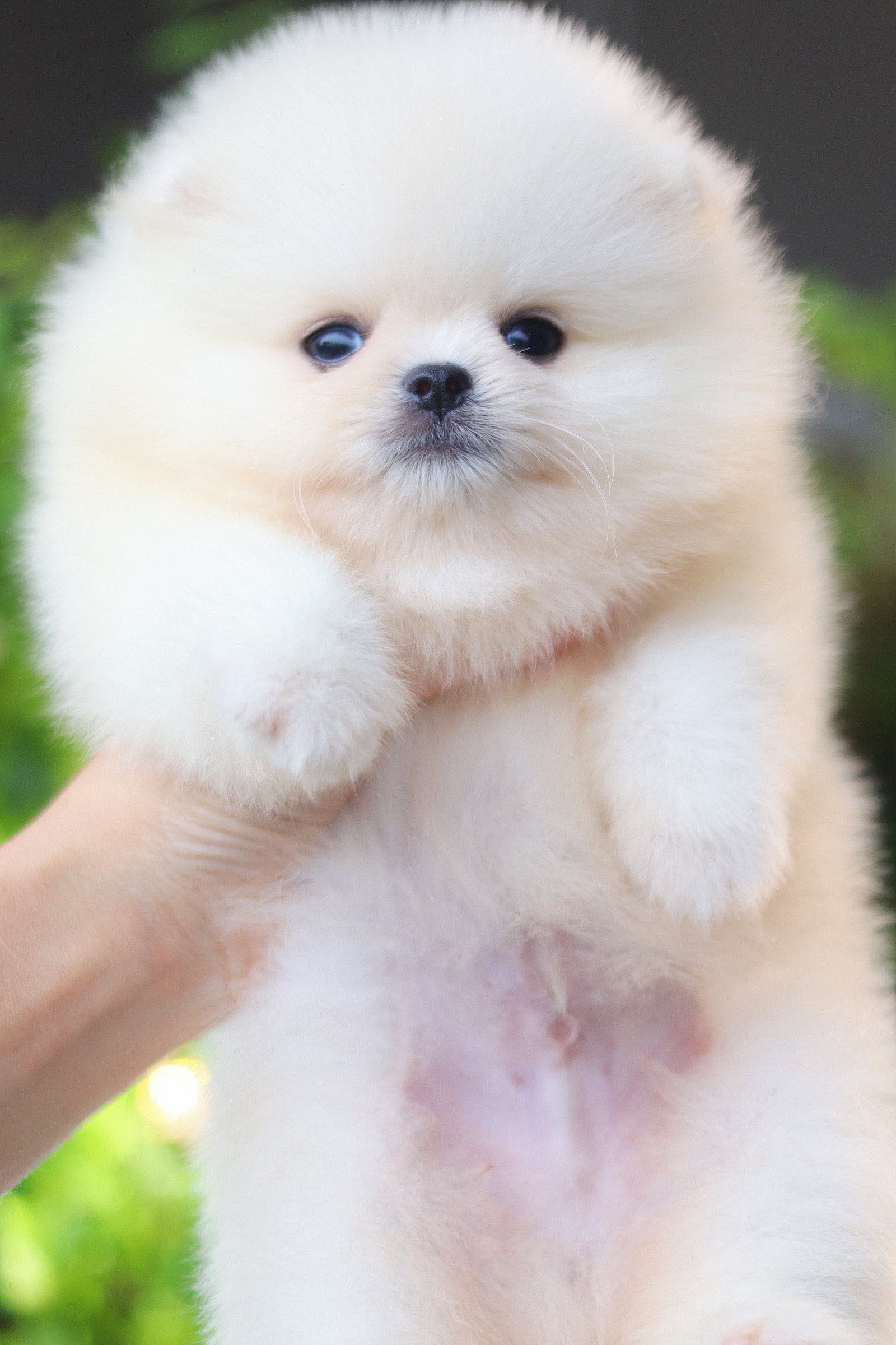 ปอมเมอเรเนียน เพศผู้ สีขาวครีม เกรดโชว์