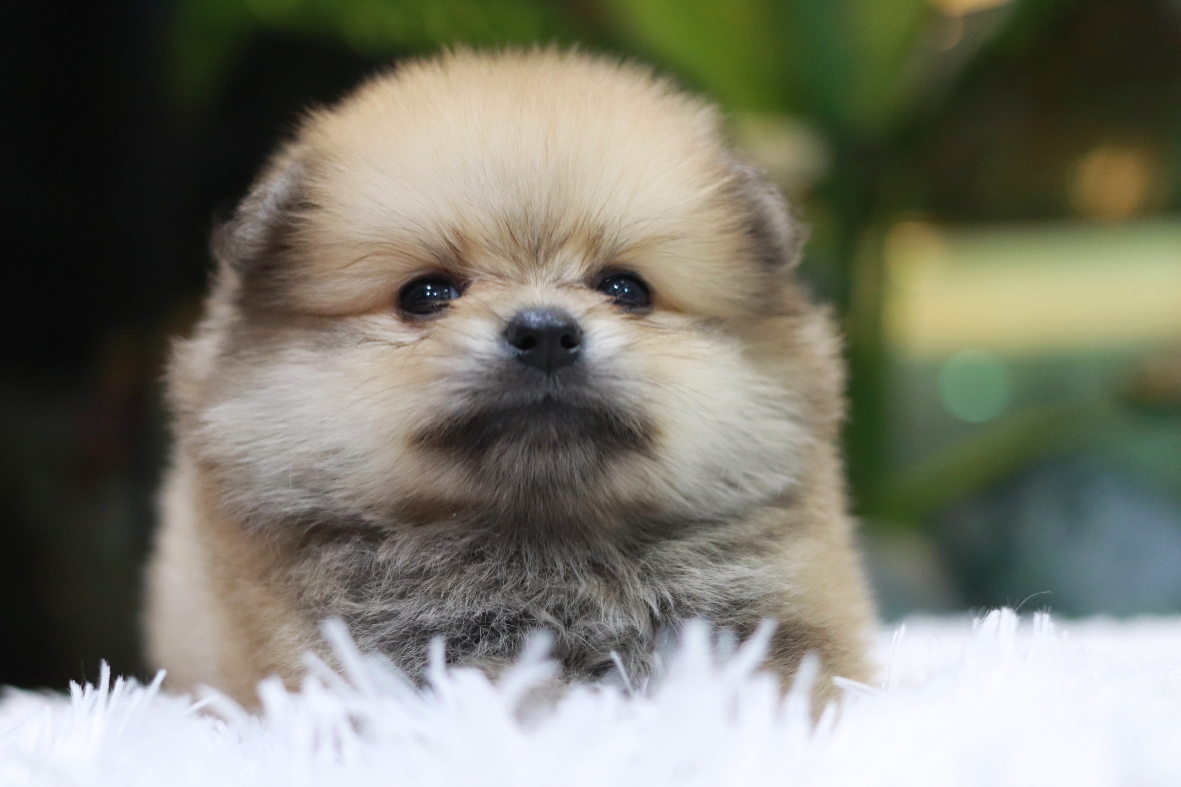 ปอมเมอเรเนียน เพศผู้