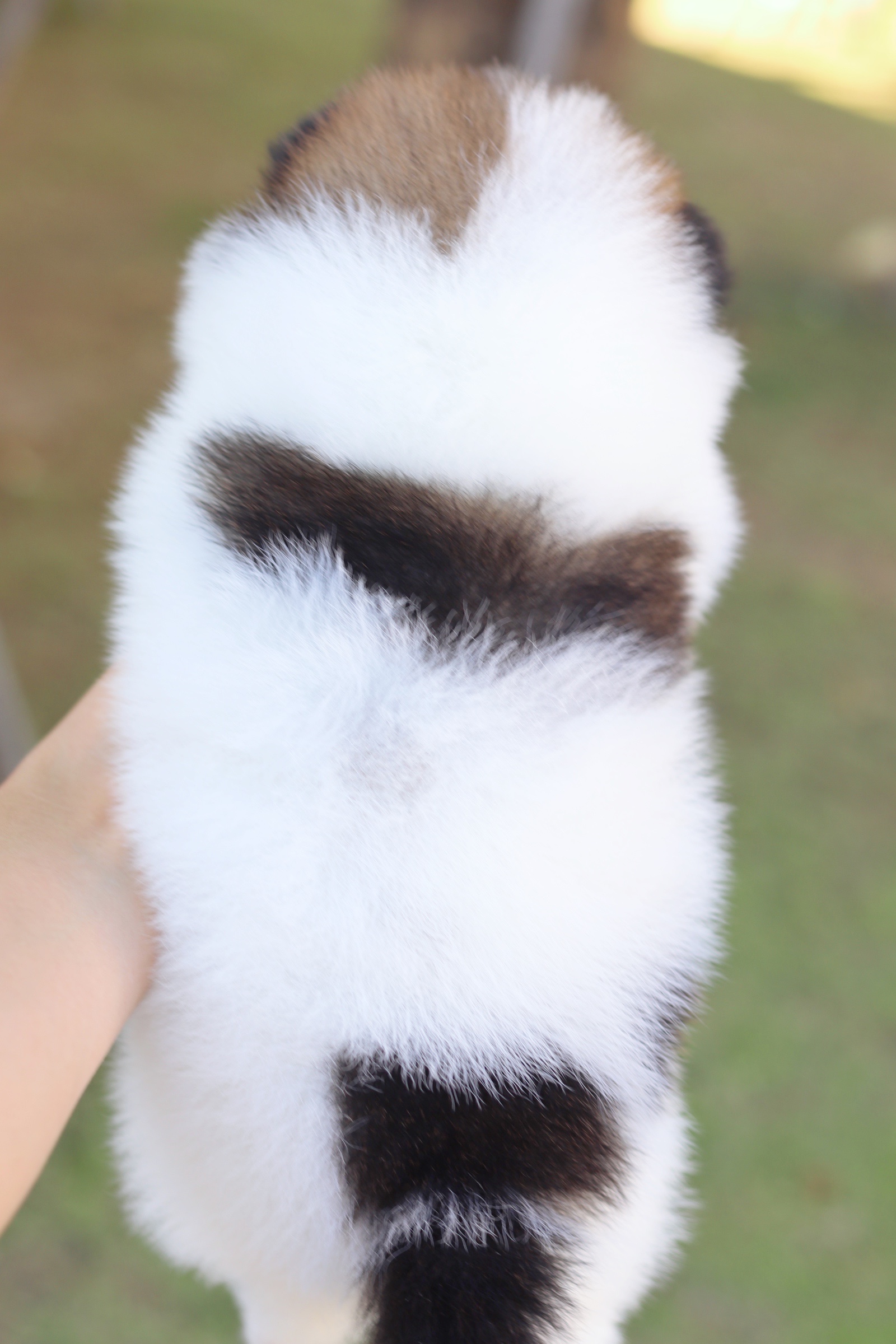 ปอมเมอเรเนียน เพศผู้ สีแฟนซี