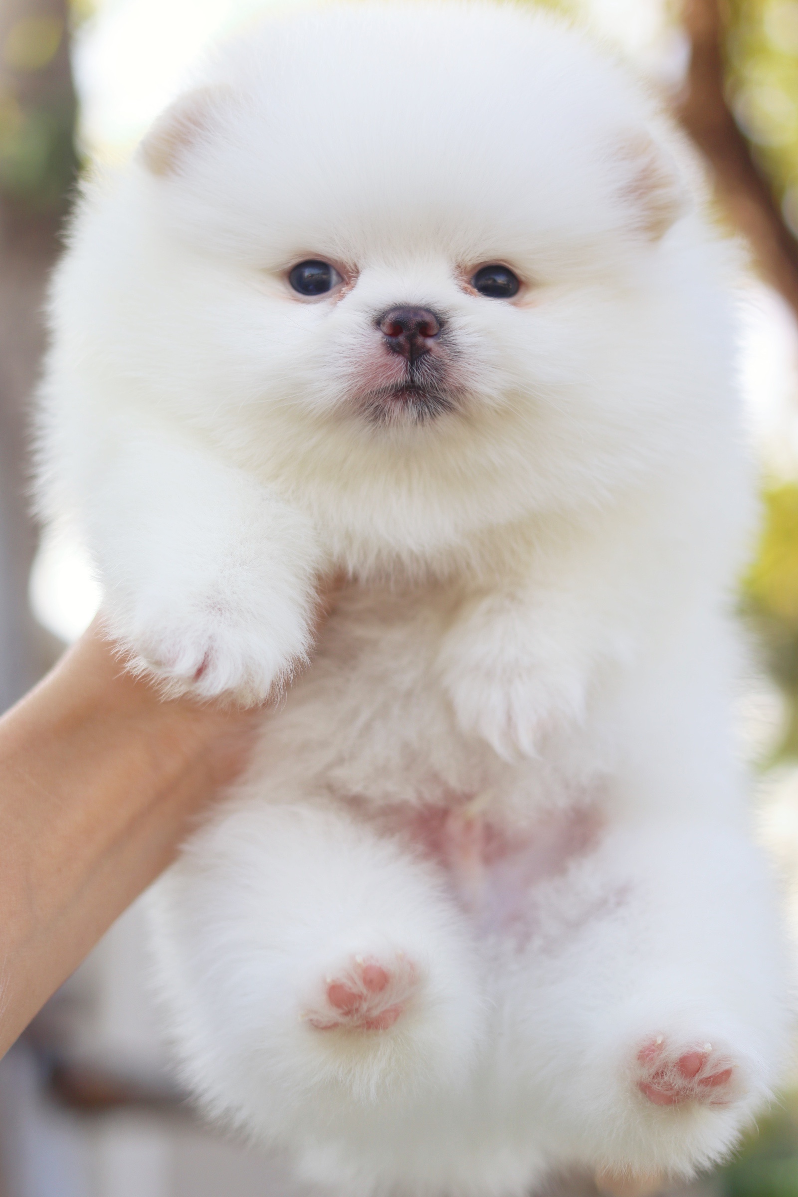 ปอมเมอเรเนียน เพศผู้ สีขาวครีม