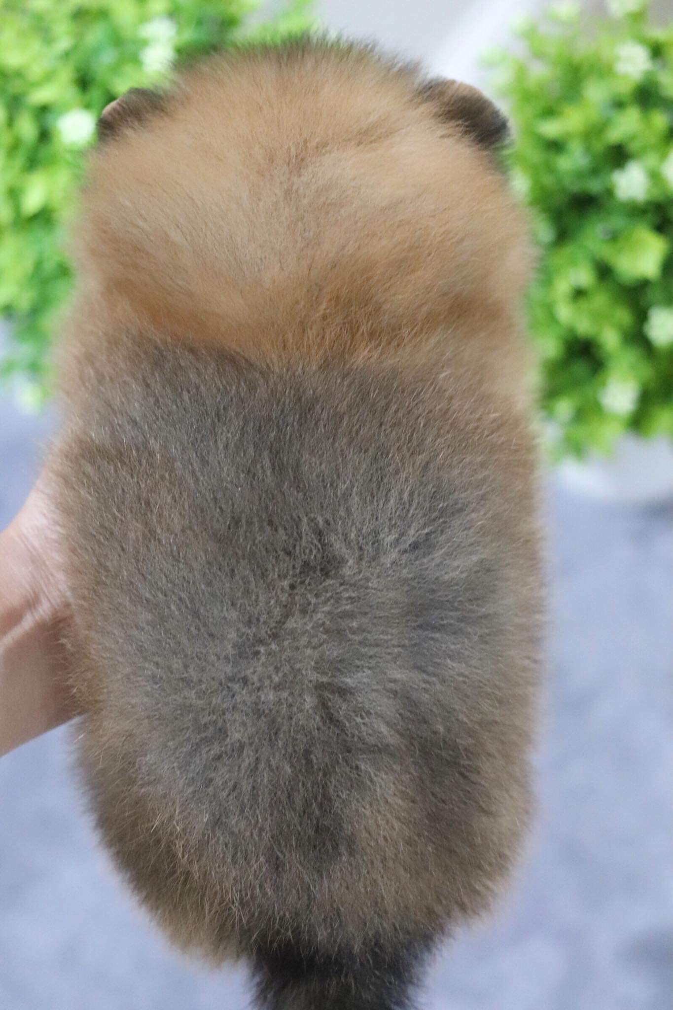 ปอมเมอเรเนียน เพศเมีย