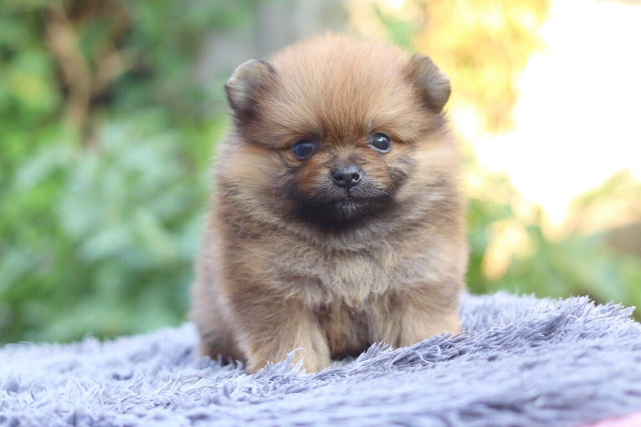 ปอมเมอเรเนียน เพศเมีย