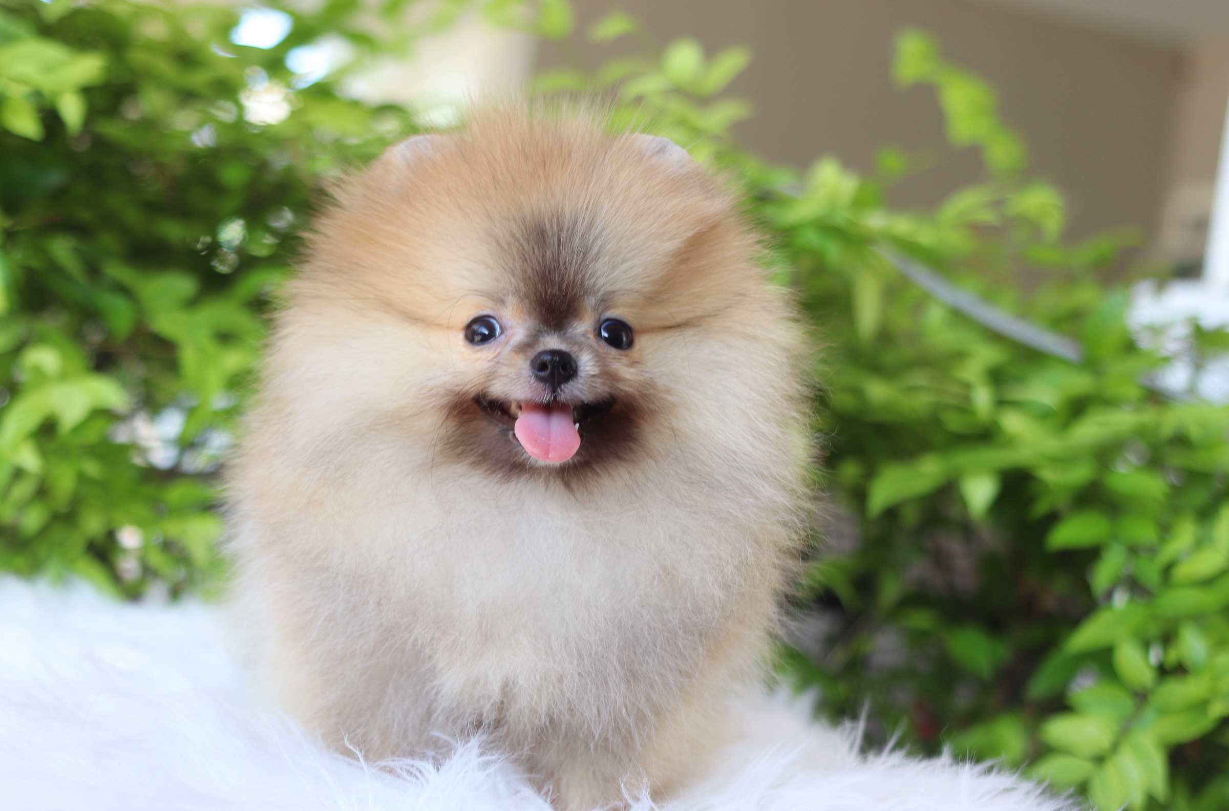 ปอมเมอเรเนียน เพศผู้สีส้ม เกรดโชว์