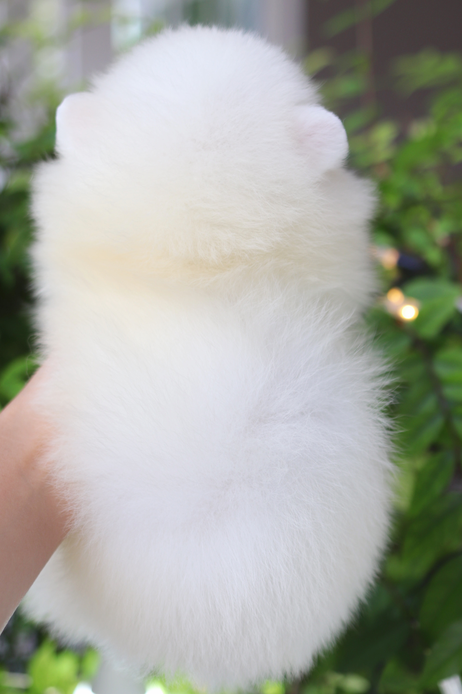 ปอมเมอเรเนียน เพศผู้ สีขาวครีม