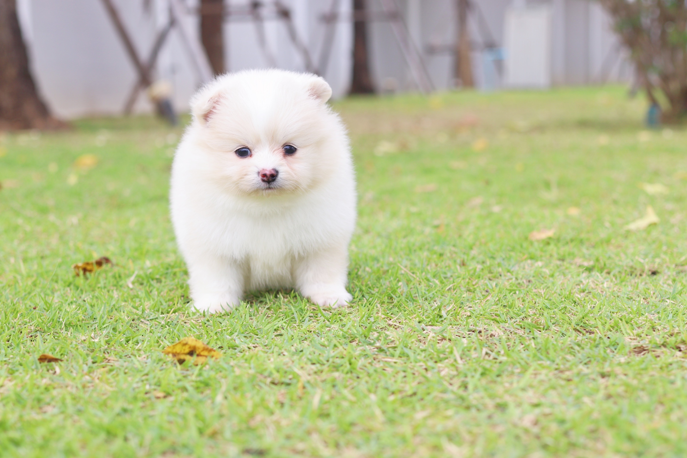 ปอมเมอเรเนียน เพศผู้ สีครีม