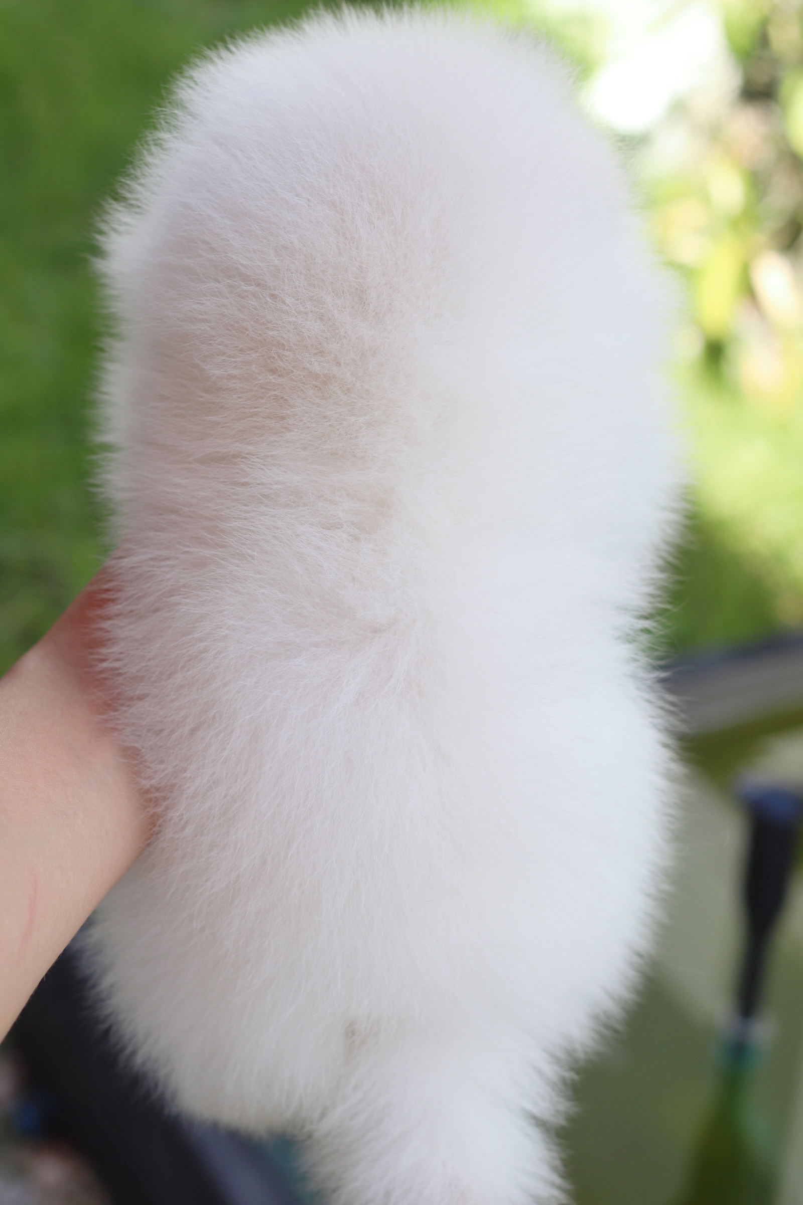 ปอมเมอเรเนียน เพศผู้สีขาวครีมเกรดโชว์