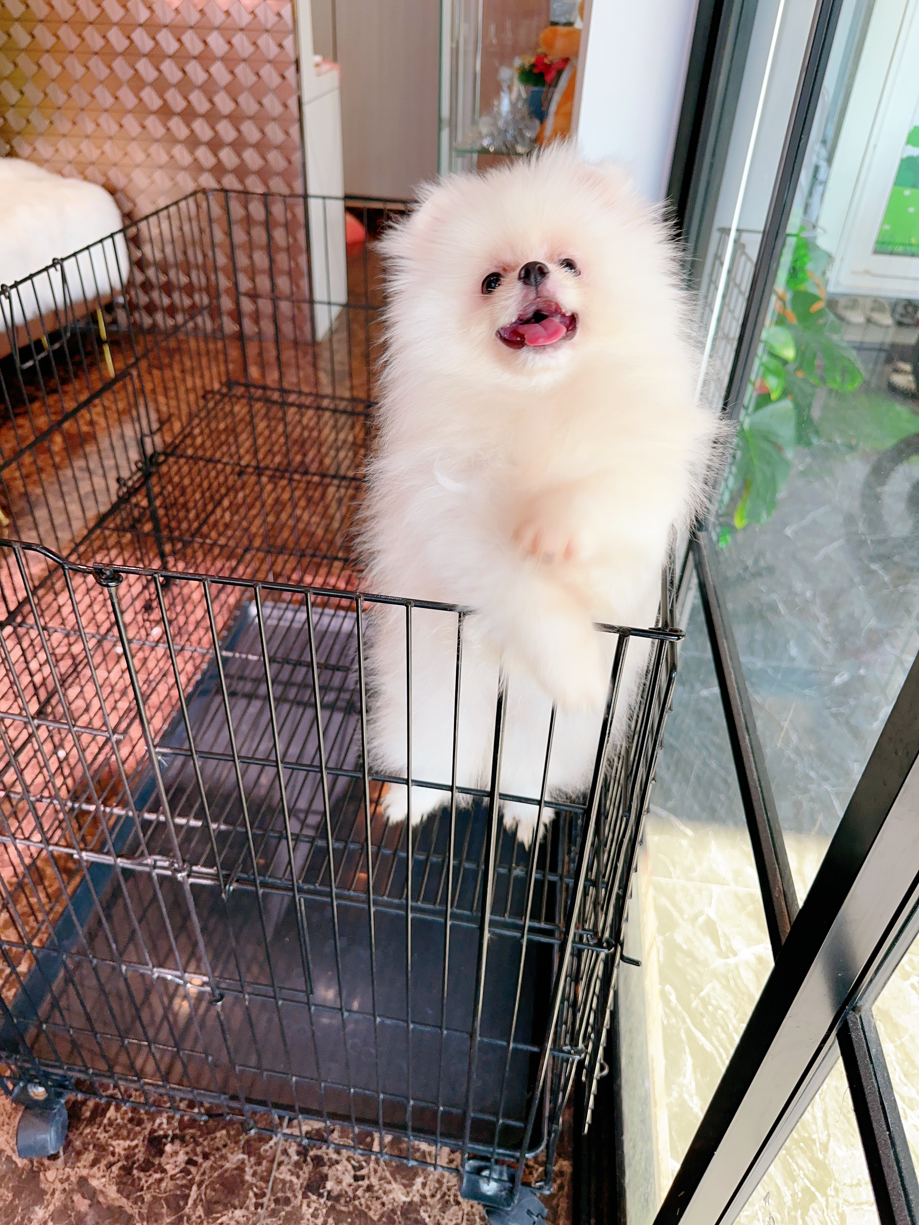 ปอมเมอเรเนียน เพศเมียเกรดโชว์