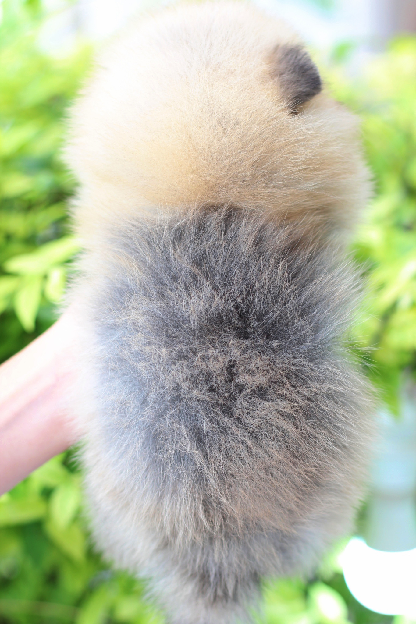 ปอมเมอเรเนียน เพศเมียสีส้ม