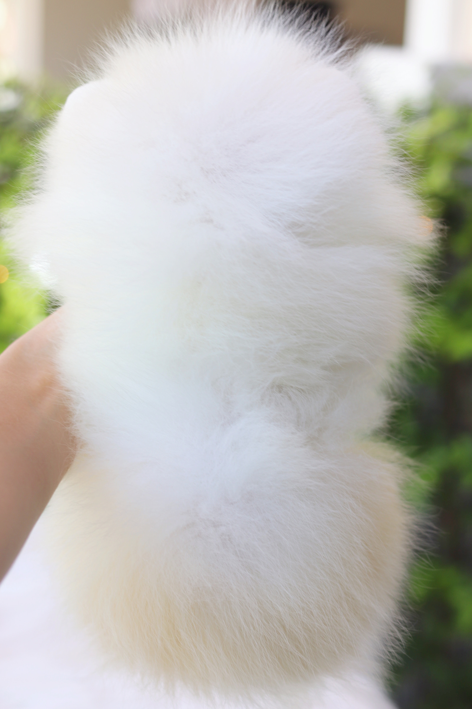 ปอมเมอเรเนียน เพศเมียสีขาวครีมเกรดโชว์