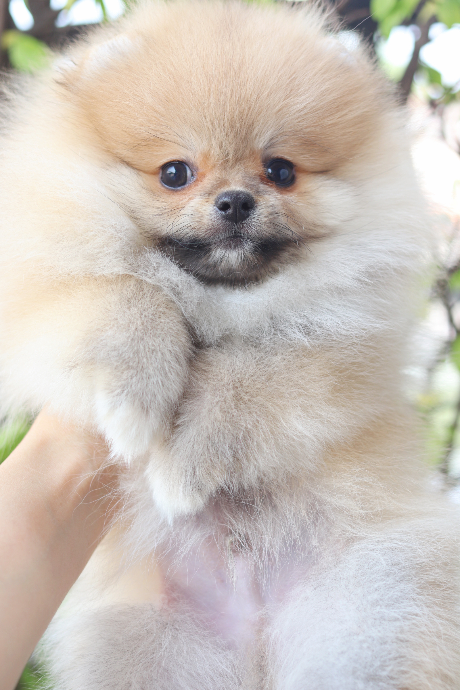 ปอมเมอเรเนียน เพศผู้สีส้ม