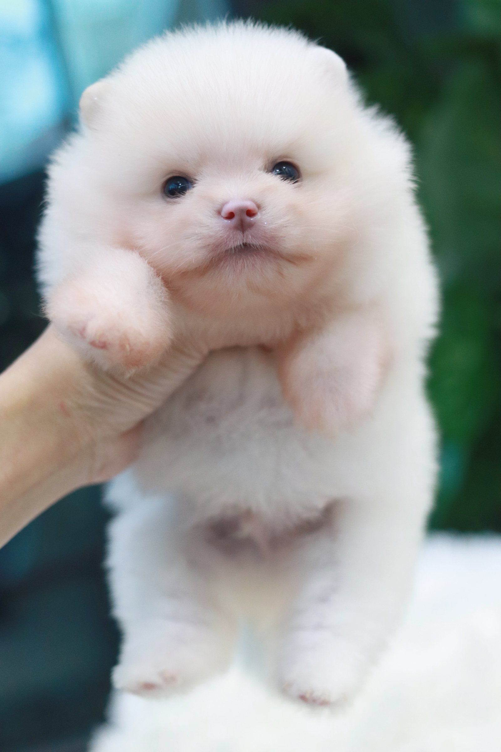 ปอมเมอเรเนียน เพศผู้ สีขาวไซส์เล็ก