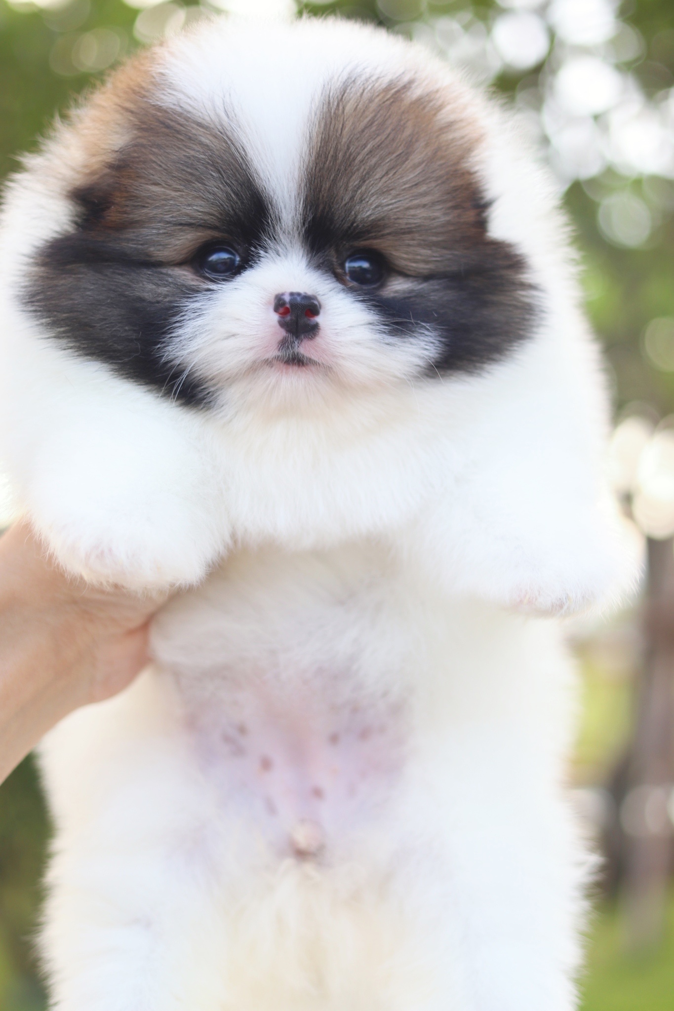 ปอมเมอเรเนียน เพศเมียสีแฟนซี