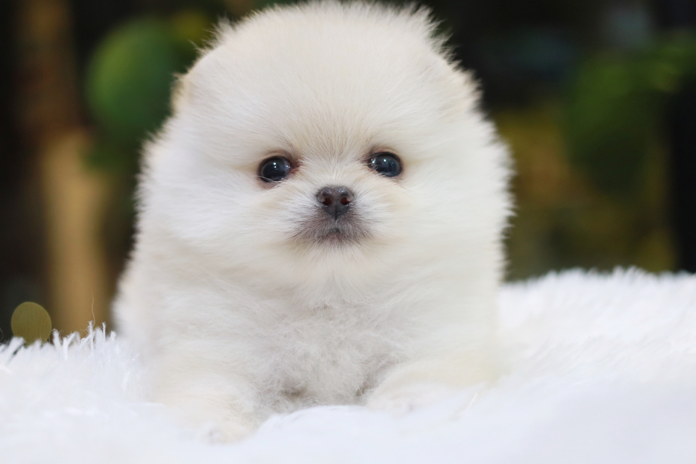 ปอมเมอเรเนียน เพศเมีย สีขาวครีม ไซส์เล็ก