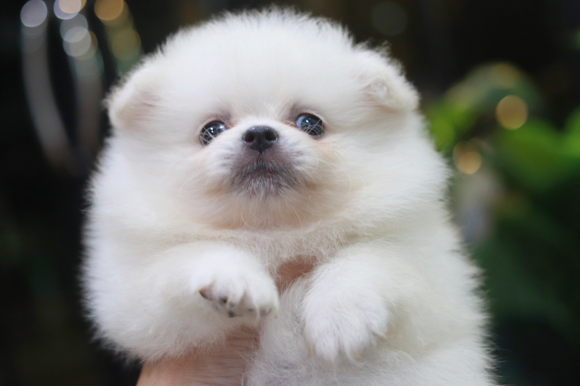 ปอมเมอเรเนียน เพศเมีย ขาวครีม ขนแน่น