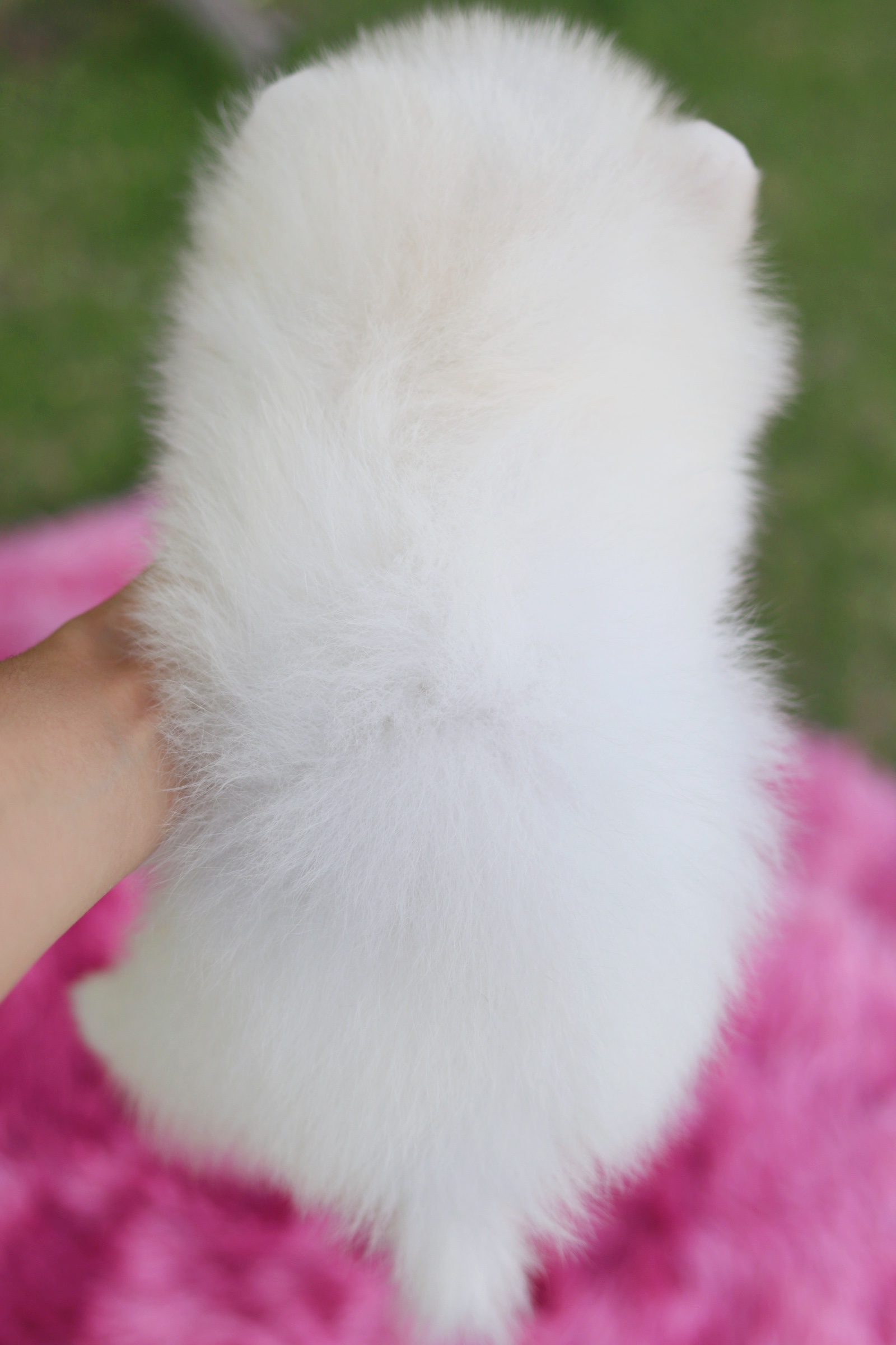 ปอมเมอเรเนียน เพศผู้ ไซส์เล็กสีขาวครีม