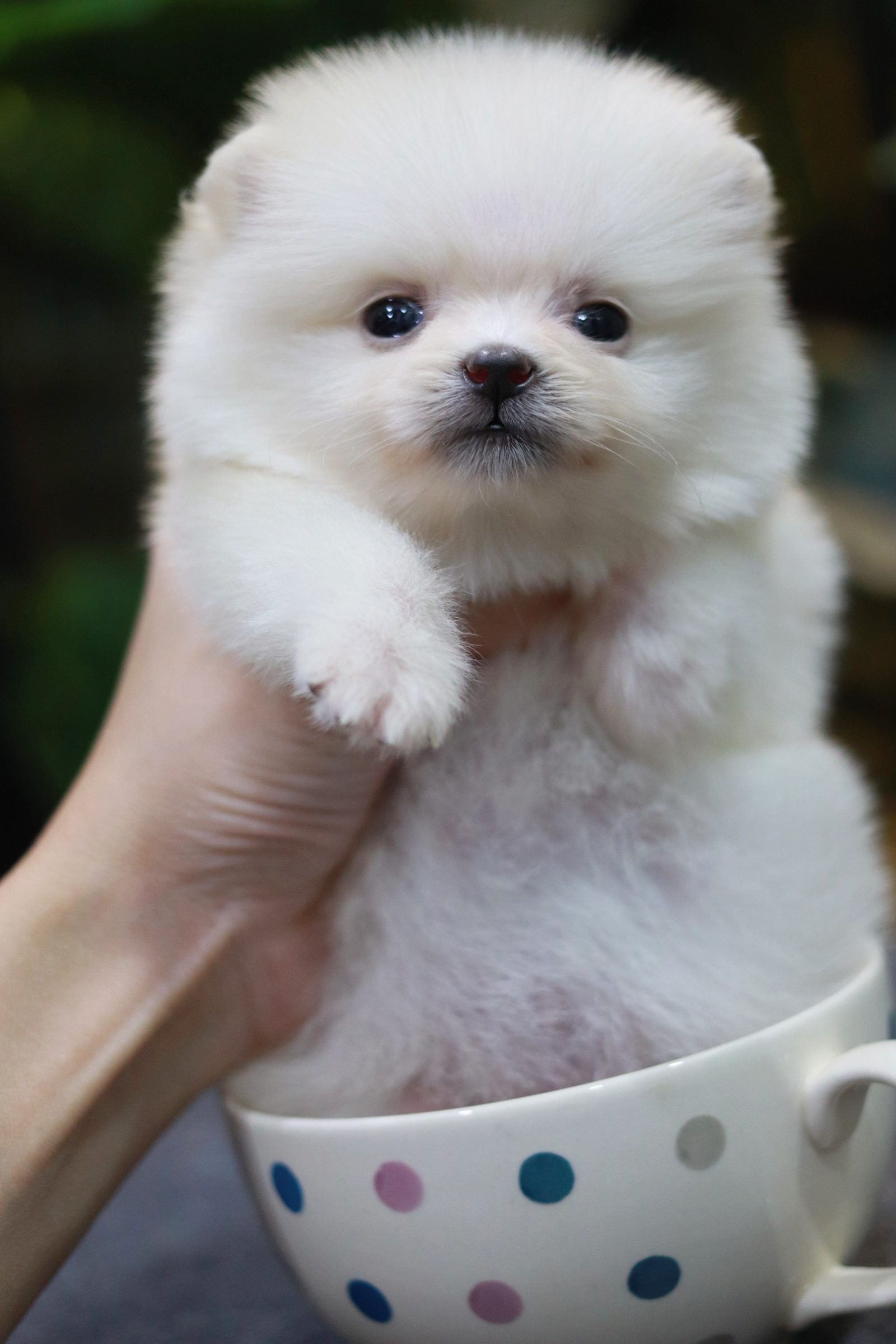 ปอมเมอเรเนียน เพศเมีย ทีคัพ