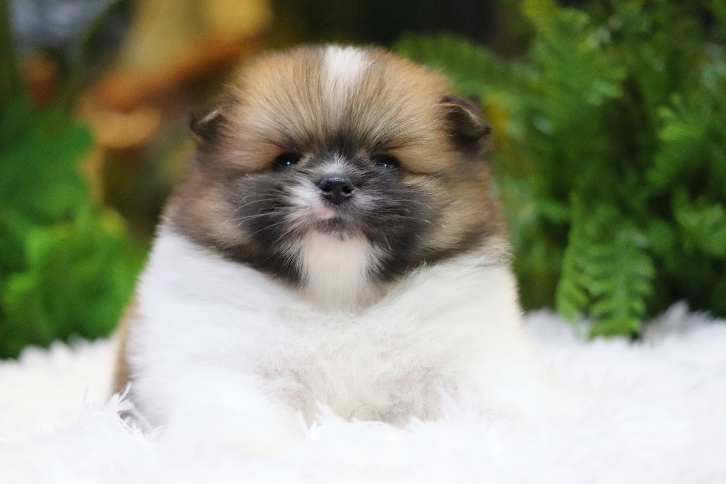 ปอมเมอเรเนียน เพศผู้แฟนซี