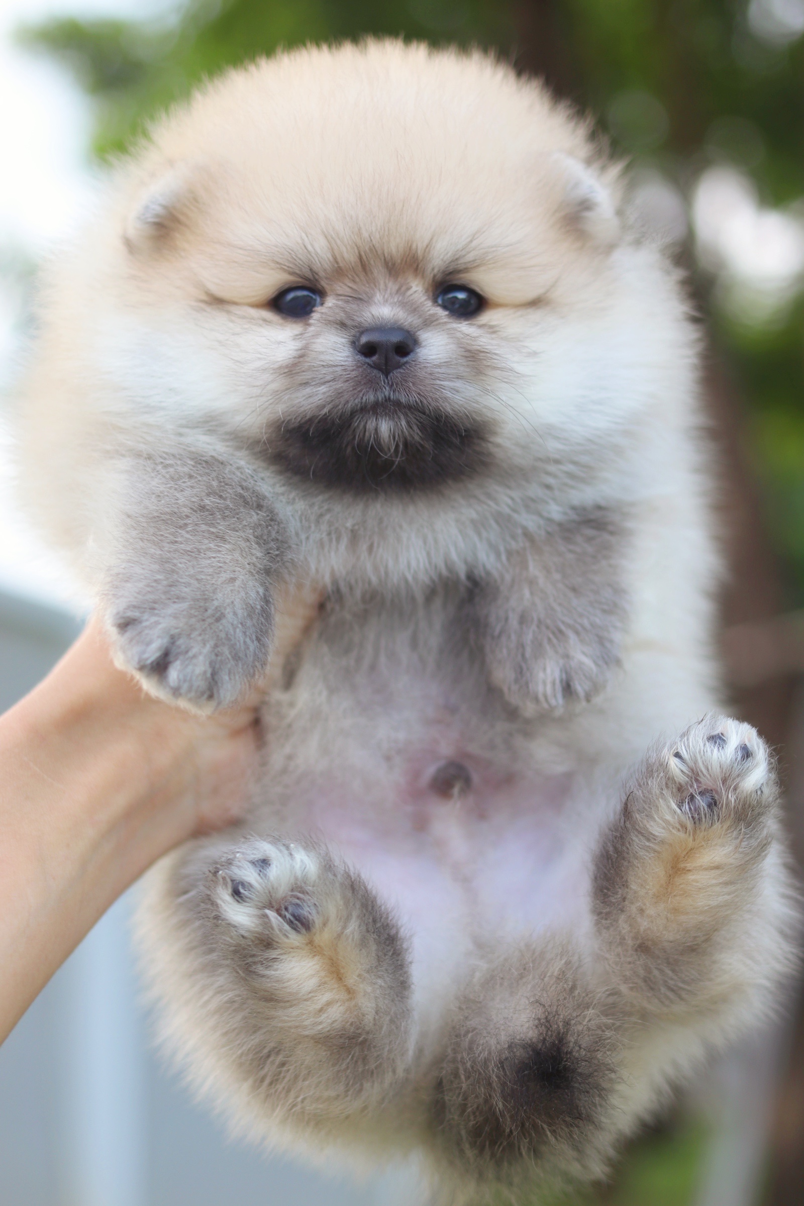 ปอมเมอเรเนียน เพศผู้ สีส้ม