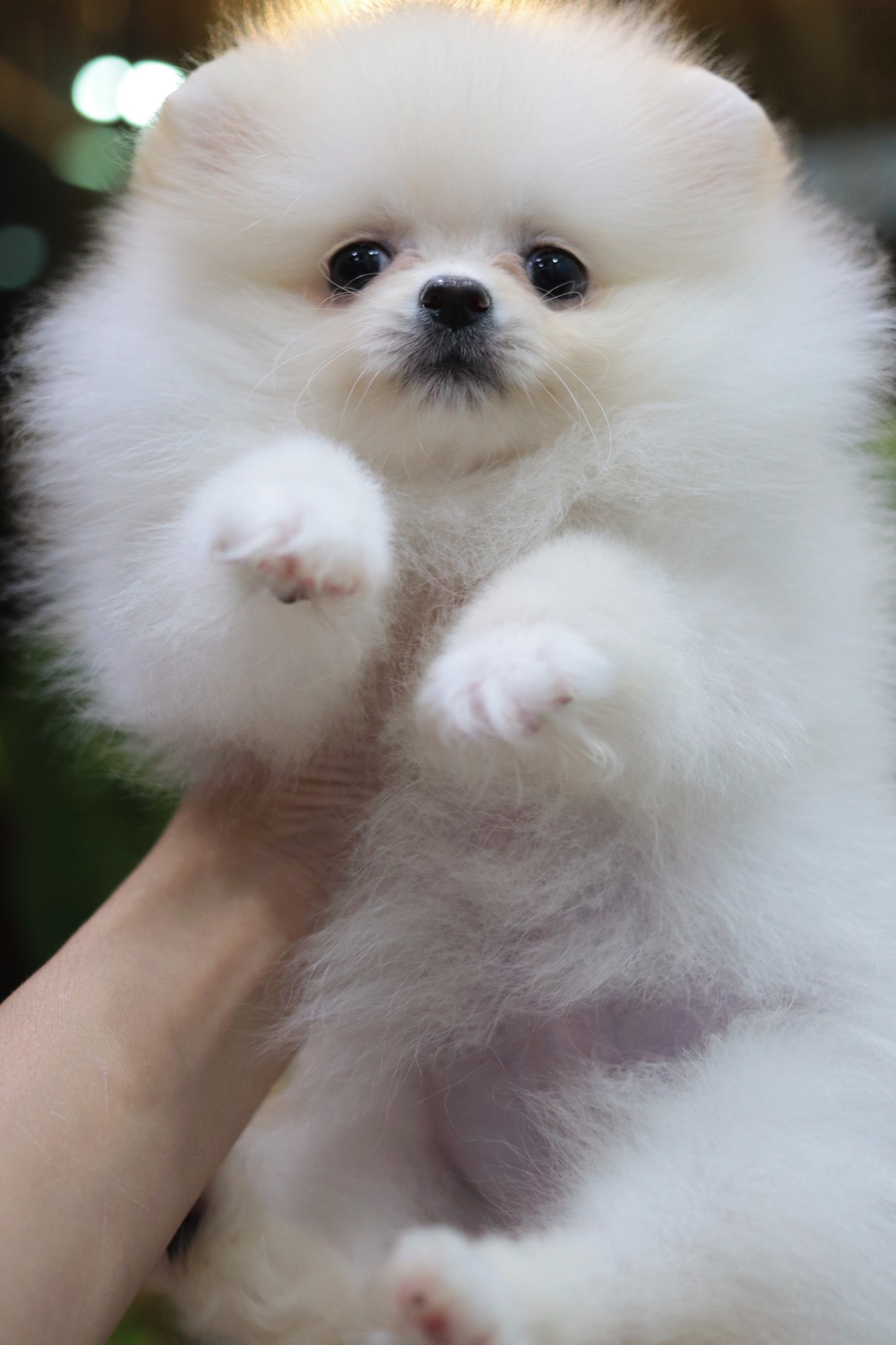 ปอมเมอเรเนียน เพศเมีย สีขาวครีม