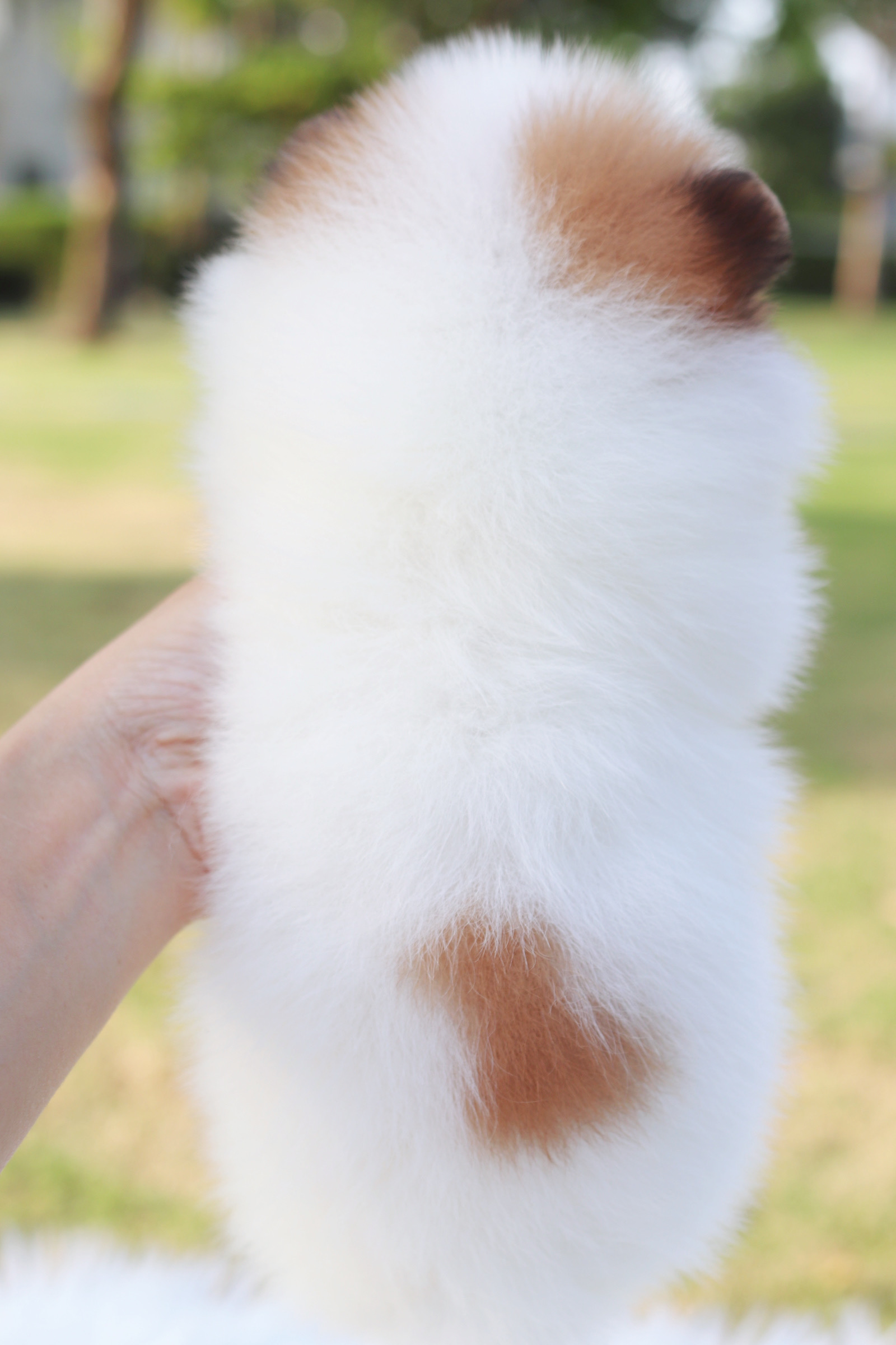 ปอมเมอเรเนียน เพศเมียสีแฟนซี