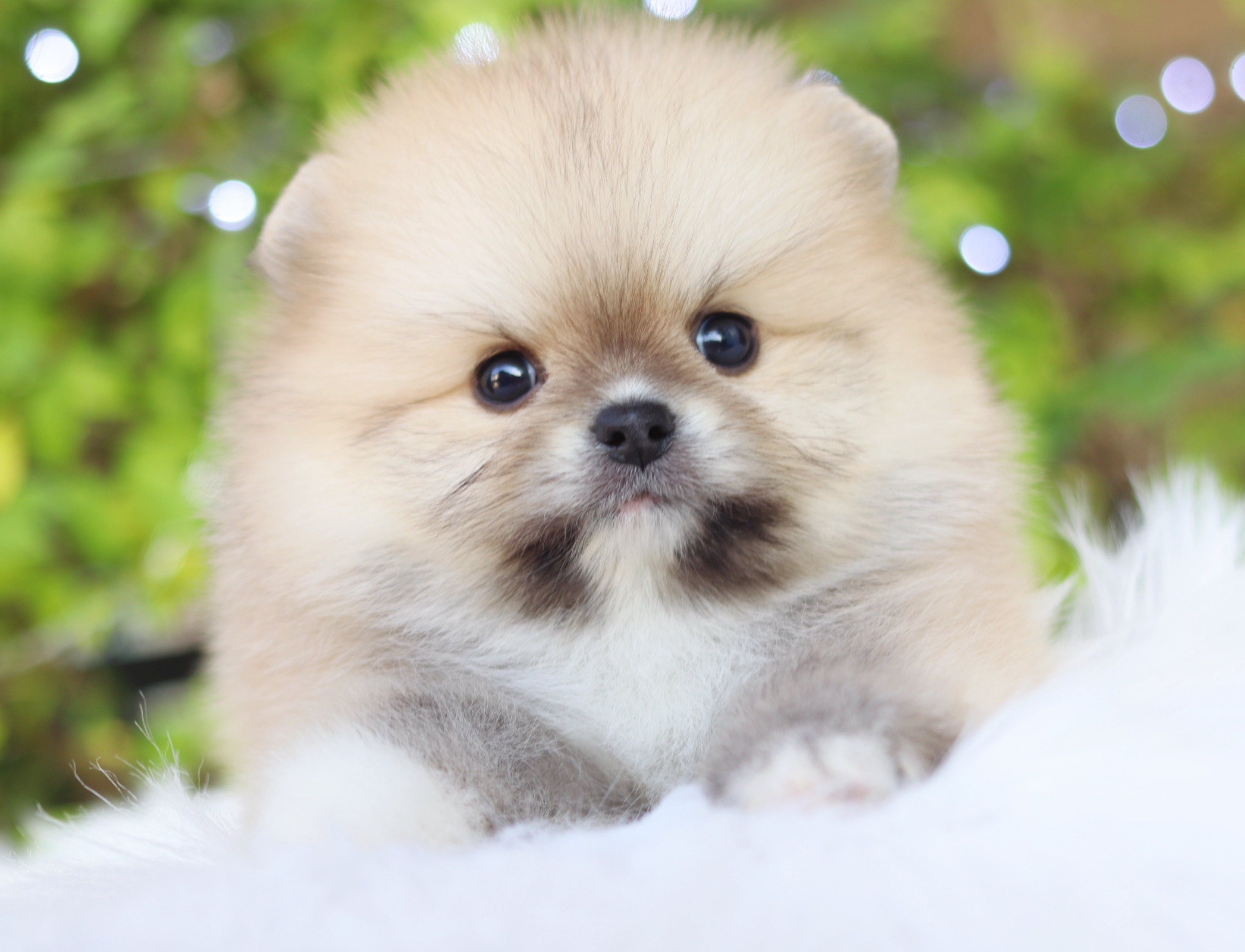 ปอมเมอเรเนียน เพศผู้สีส้ม