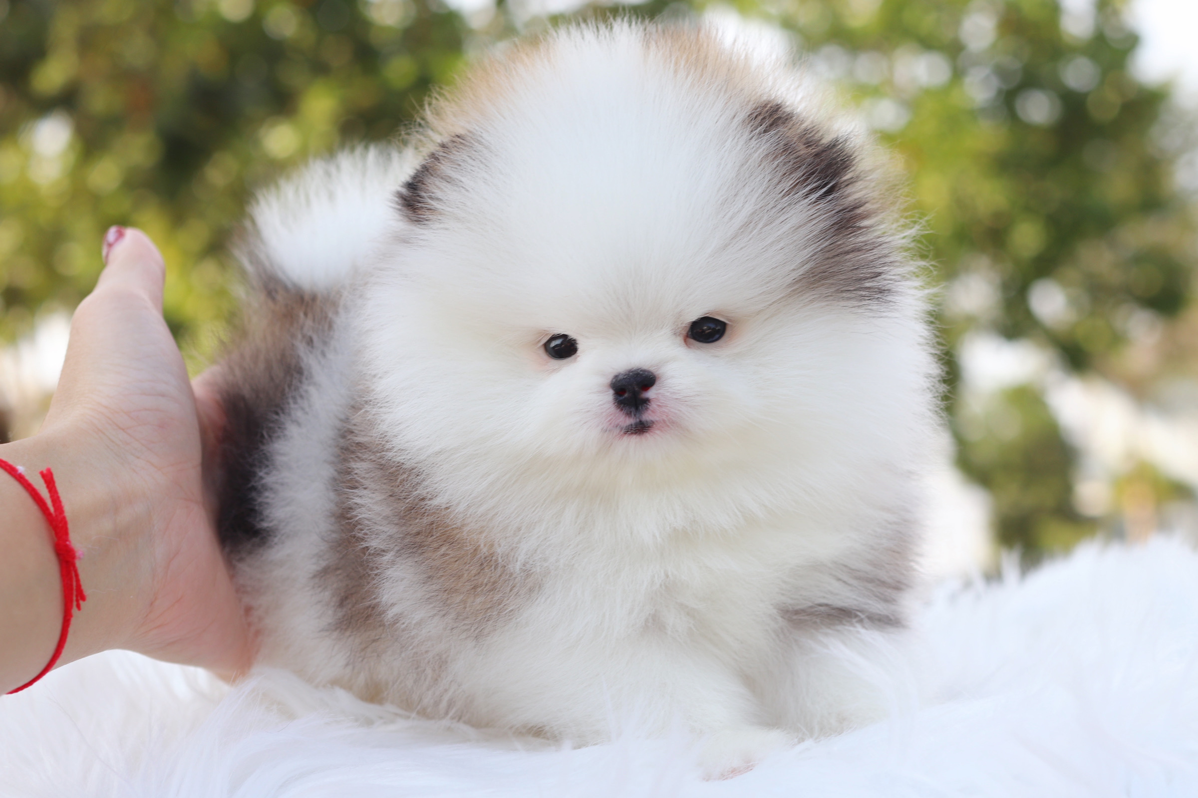 ปอมเมอเรเนียน เพศเมียสีแฟนซี เกรดโชว์