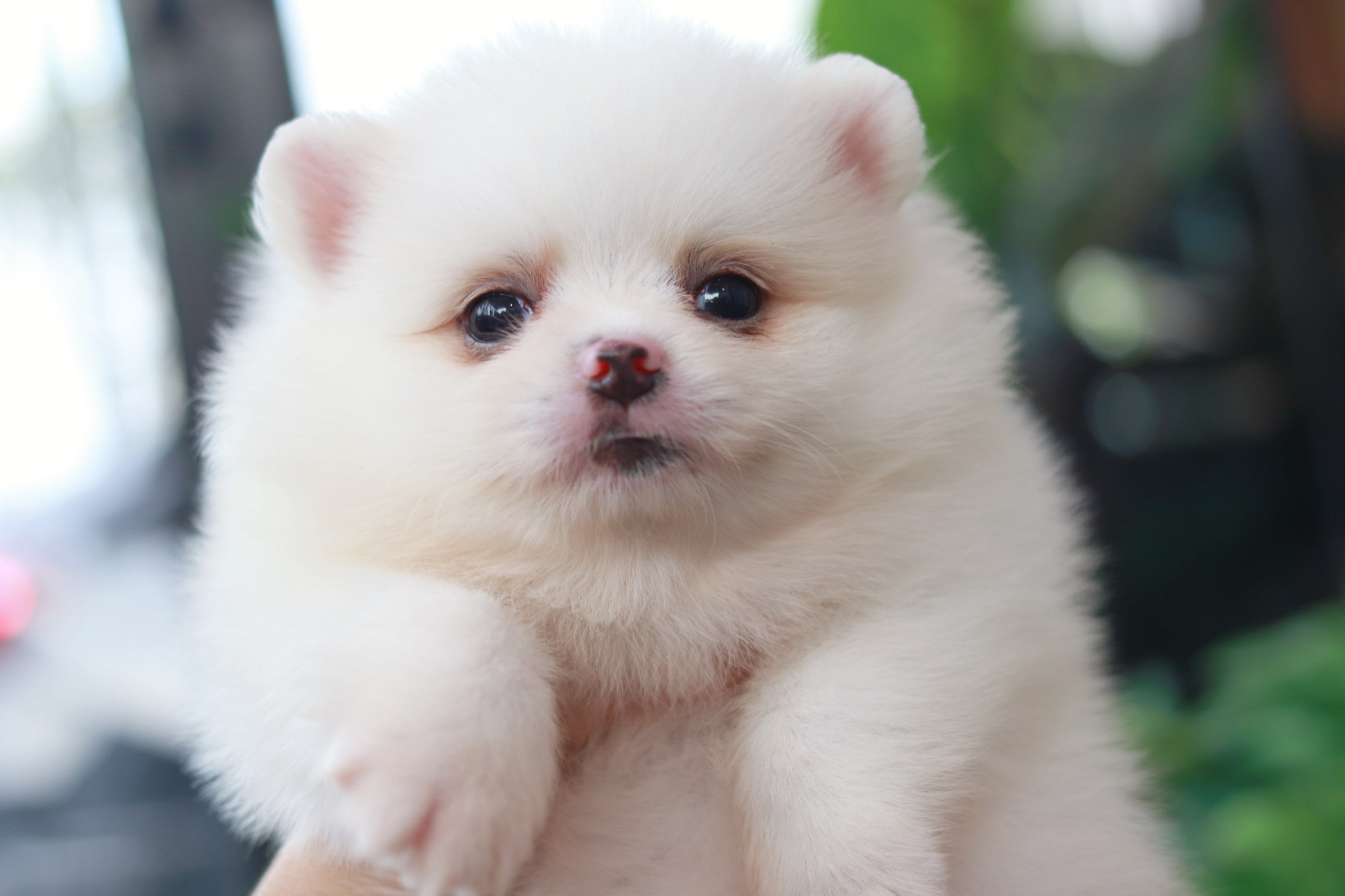 ปอมเมอเรเนียน เพศเมียสีขาว