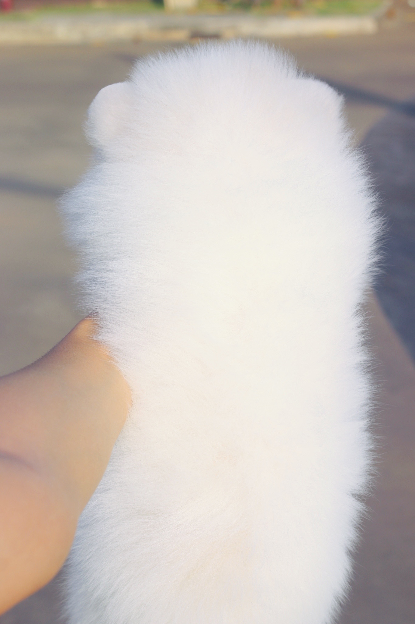 ปอมเมอเรเนียน เพศผู้สีขาวครีม