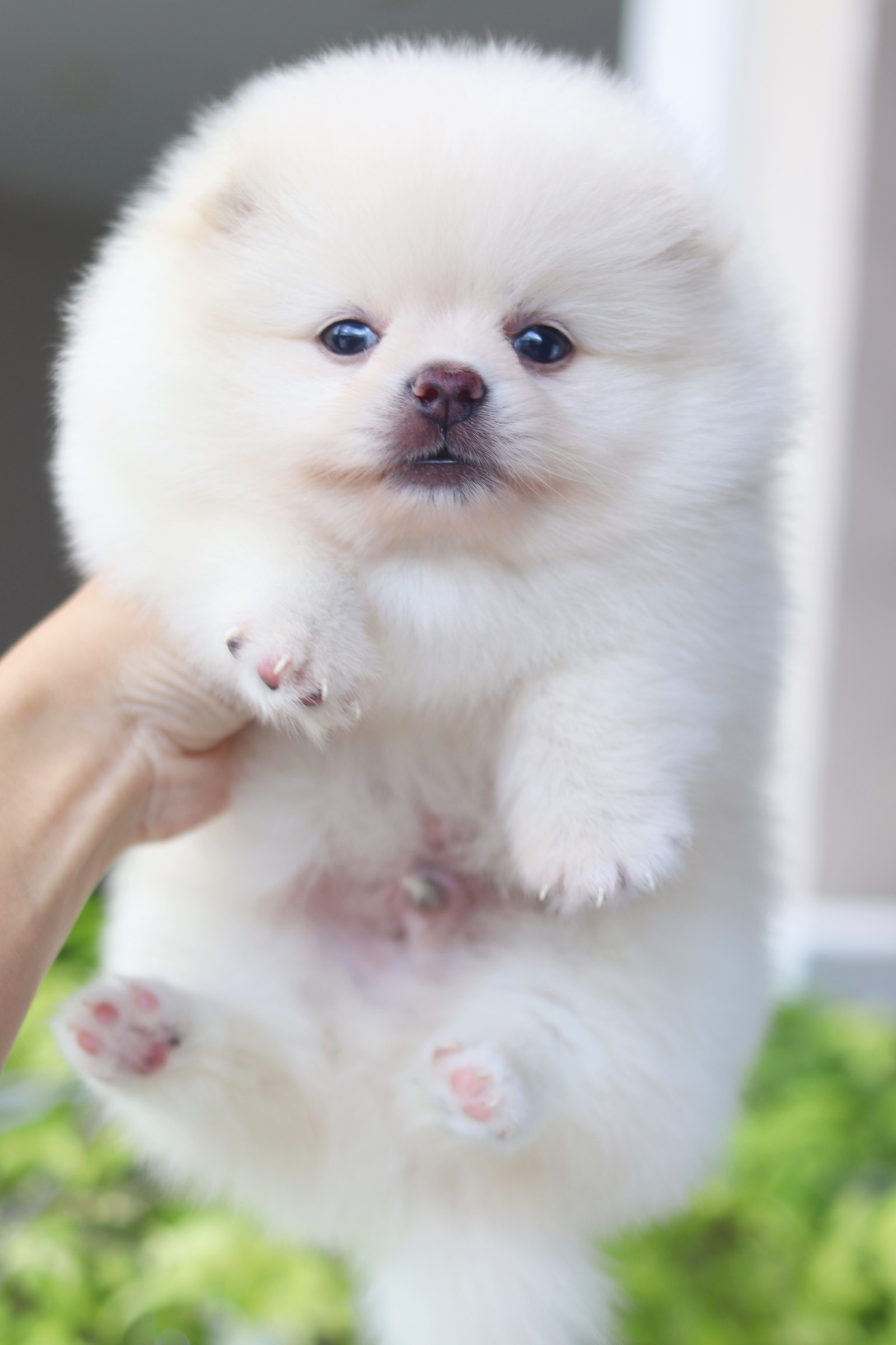 ปอมเมอเรเนียน เพศผู้ สีขาวครีม เกรดโชว์