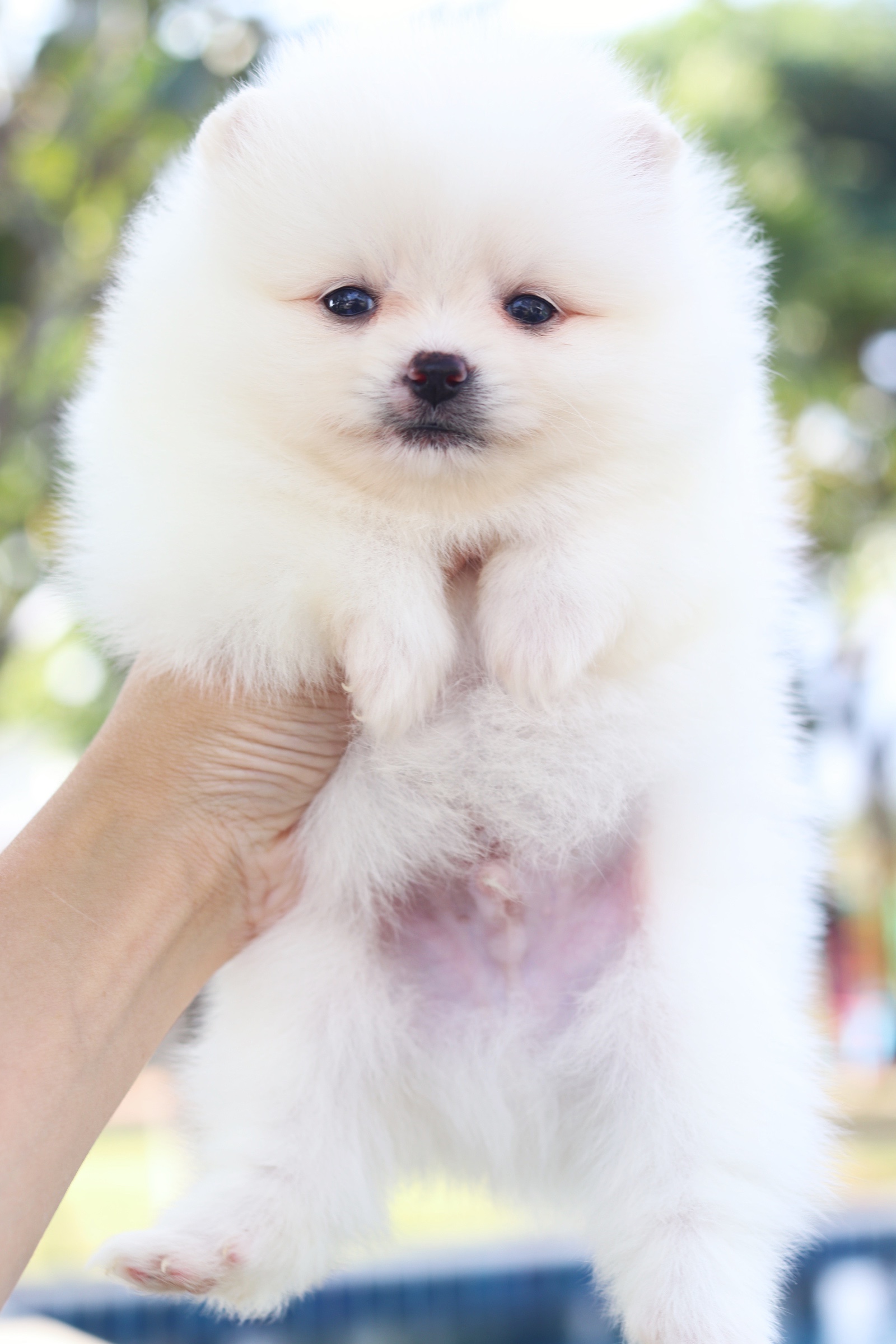 ปอมเมอเรเนียน เพศผู้ สีขาวครีม