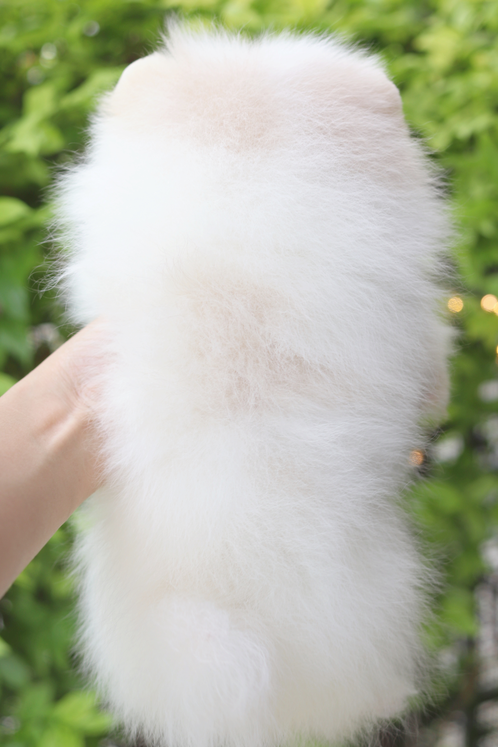 ปอมเมอเรเนียน เพศเมียสีขาวครีม