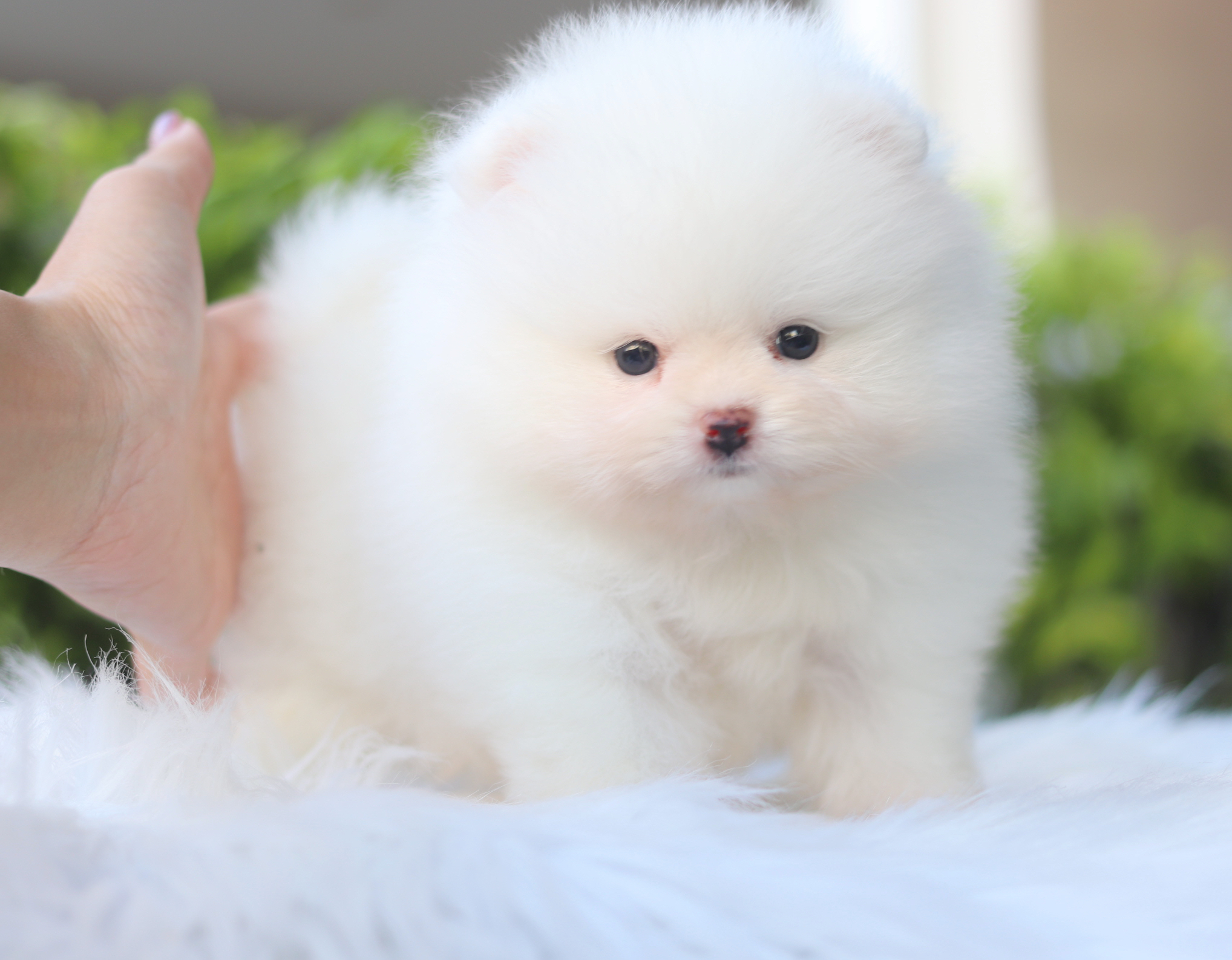 ปอมเมอเรเนียน เพศผู้สีขาวสำลีเกรดโชว์