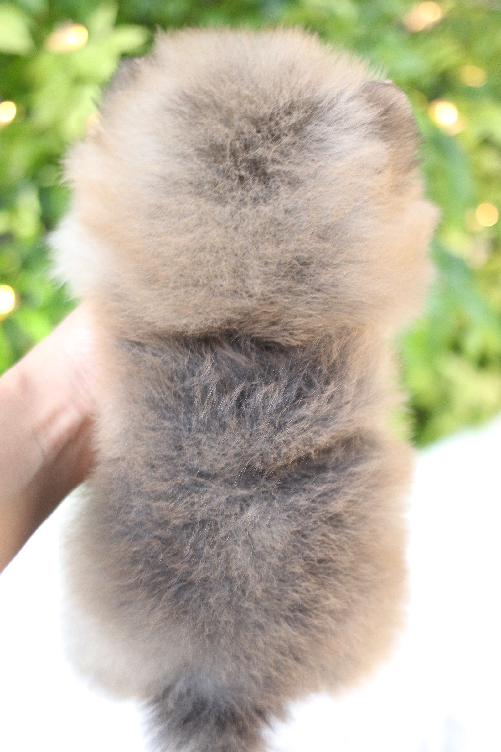 ปอมเมอเรเนียน เพศเมียสีส้ม เกรดโชว์