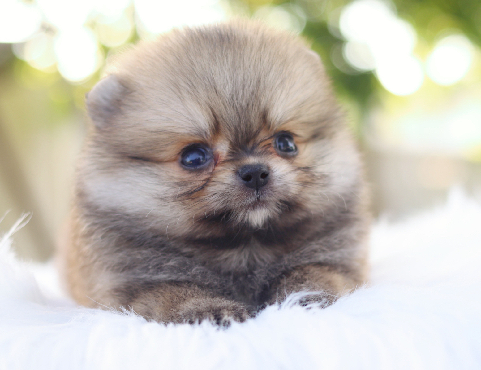 ปอมเมอเรเนียน เพศเมียสีส้ม