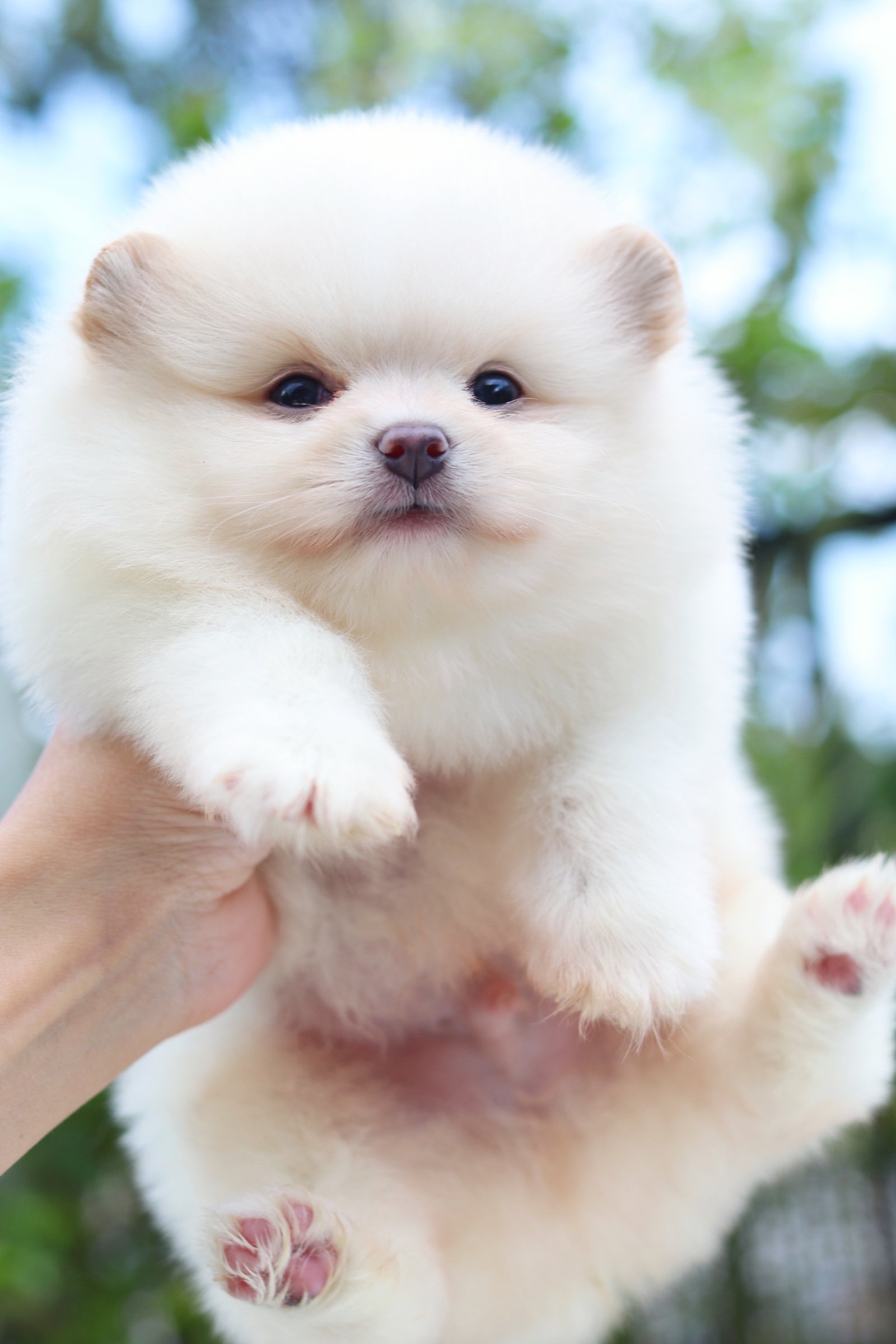 ปอมเมอเรเนียน เพศผู้ สีขาวครีม