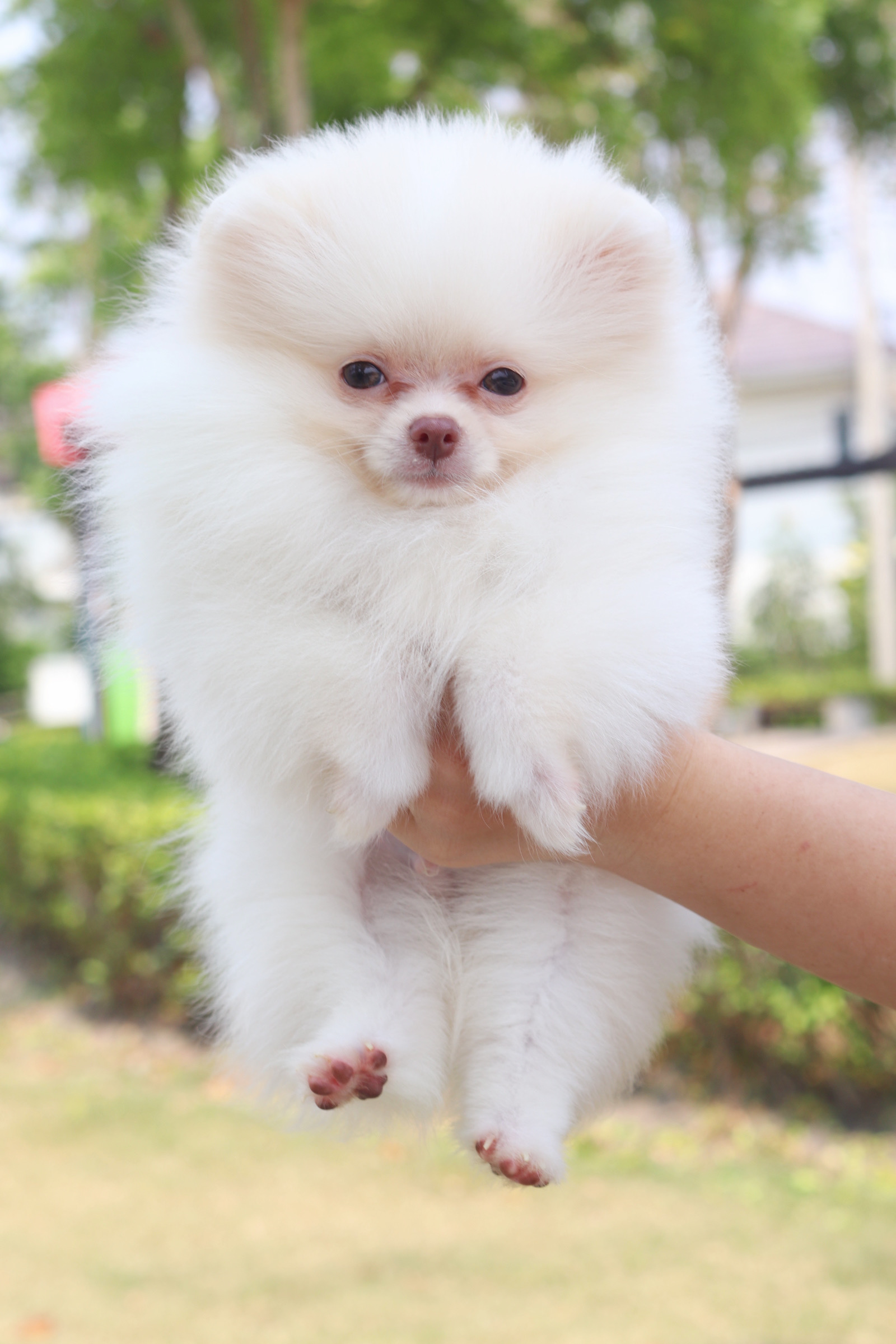 ปอมเมอเรเนียน เพศผู้ สีครีม