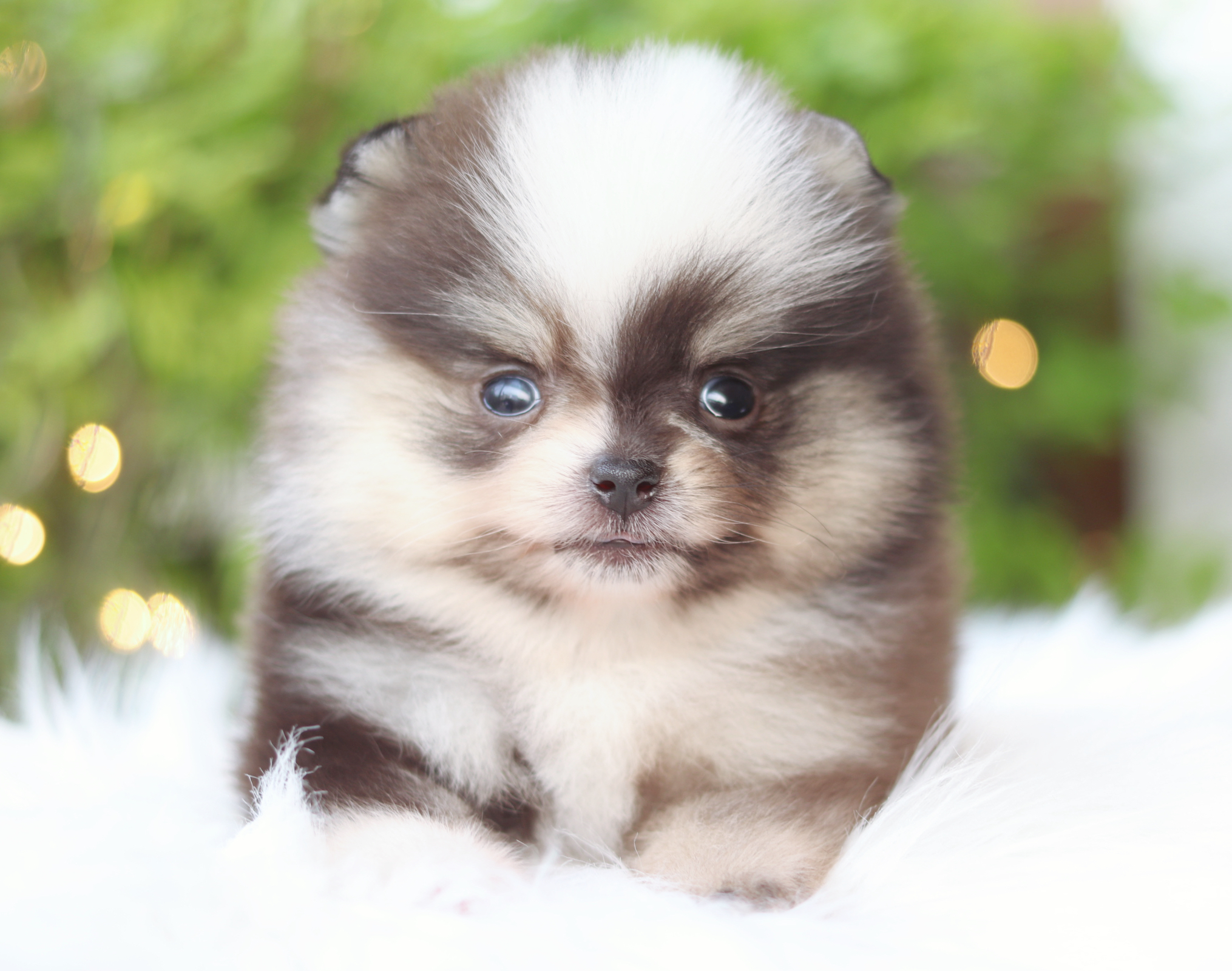 ปอมเมอเรเนียน เพศผู้สีแฟนซี