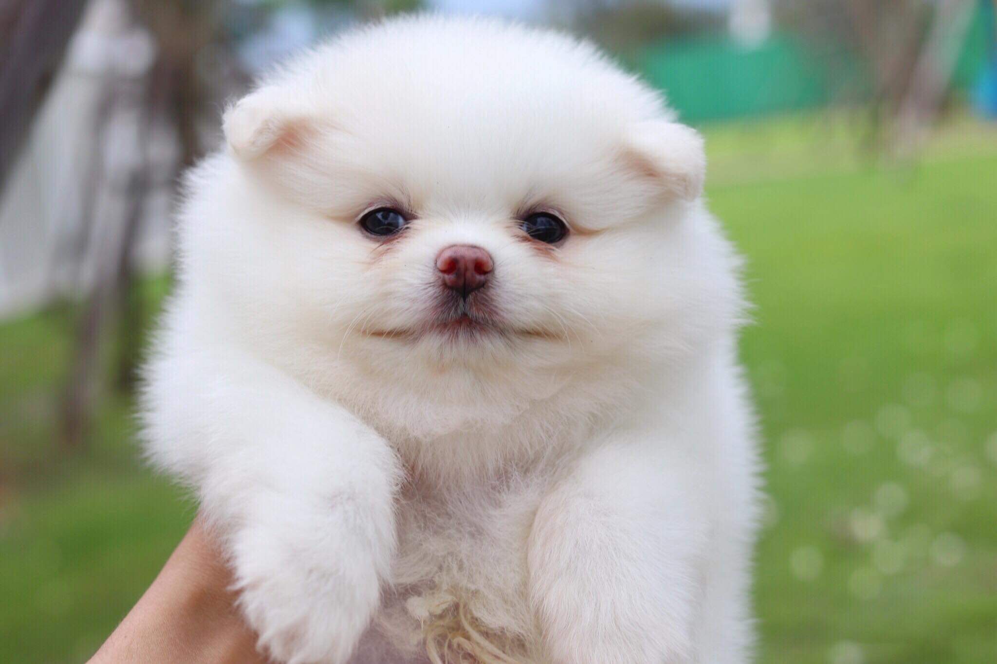 ปอมเมอเรเนียน เพศผู้