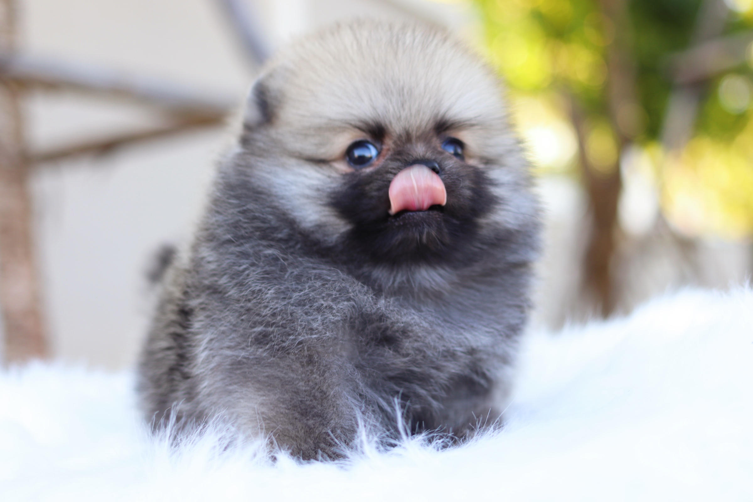 ปอมเมอเรเนียน เพศเมีย สีส้ม เกรดโชว์