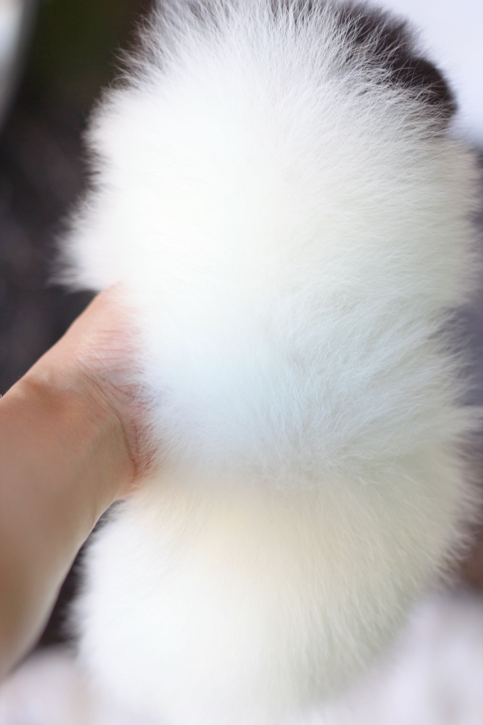 ปอมเมอเรเนียน เพศเมียสีแฟนซี