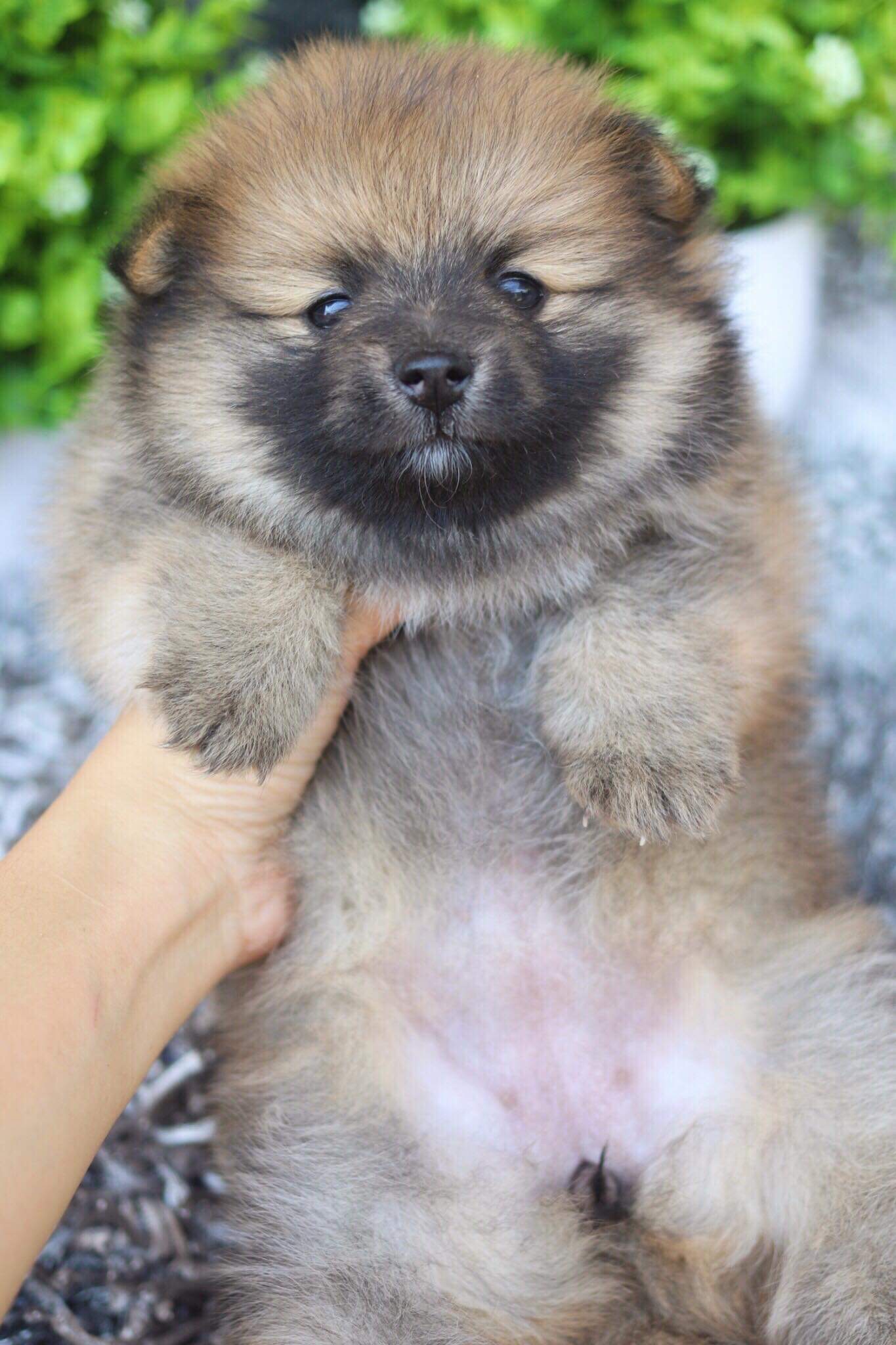 ปอมเมอเรเนียน เพศเมียหน้าฟ็อก