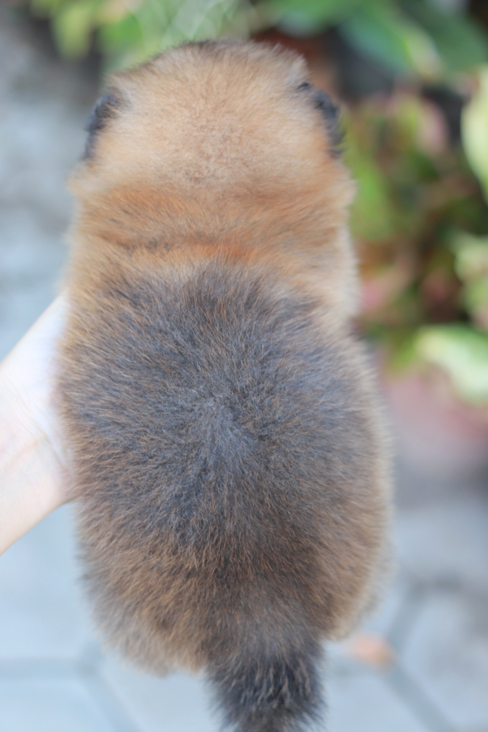 ปอมเมอเรเนียน เพศผู้ สีส้ม