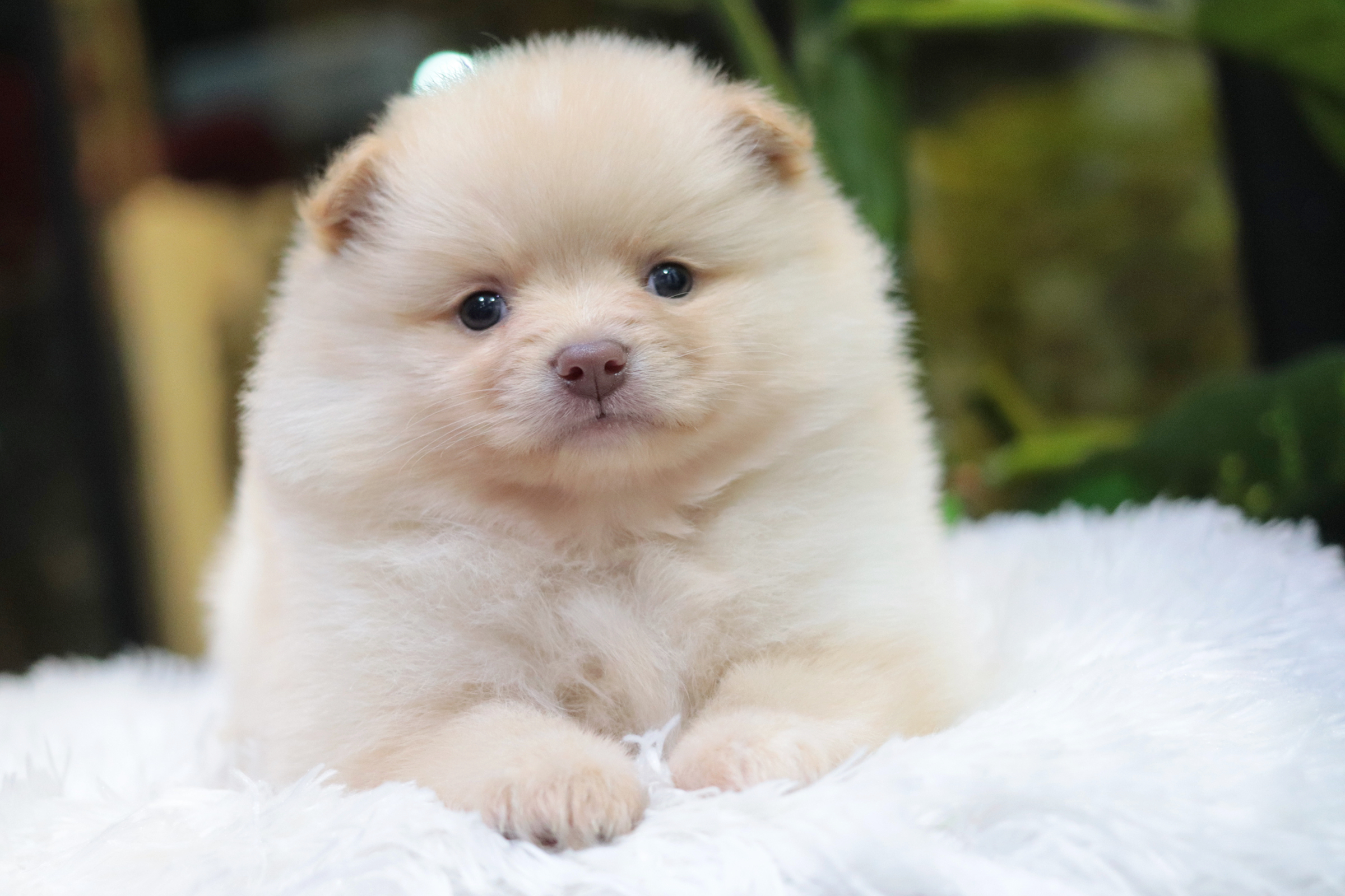 ปอมเมอเรเนียน เพศเมีย สีครีม