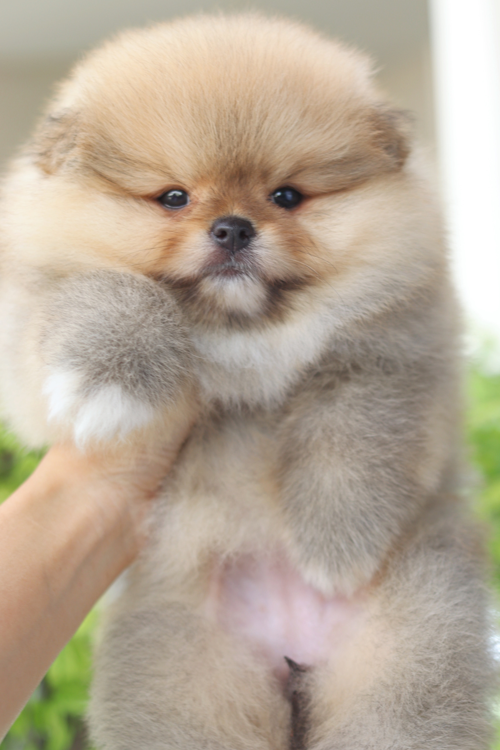 ปอมเมอเรเนียน เพศเมียสีส้มเกรดโชว์