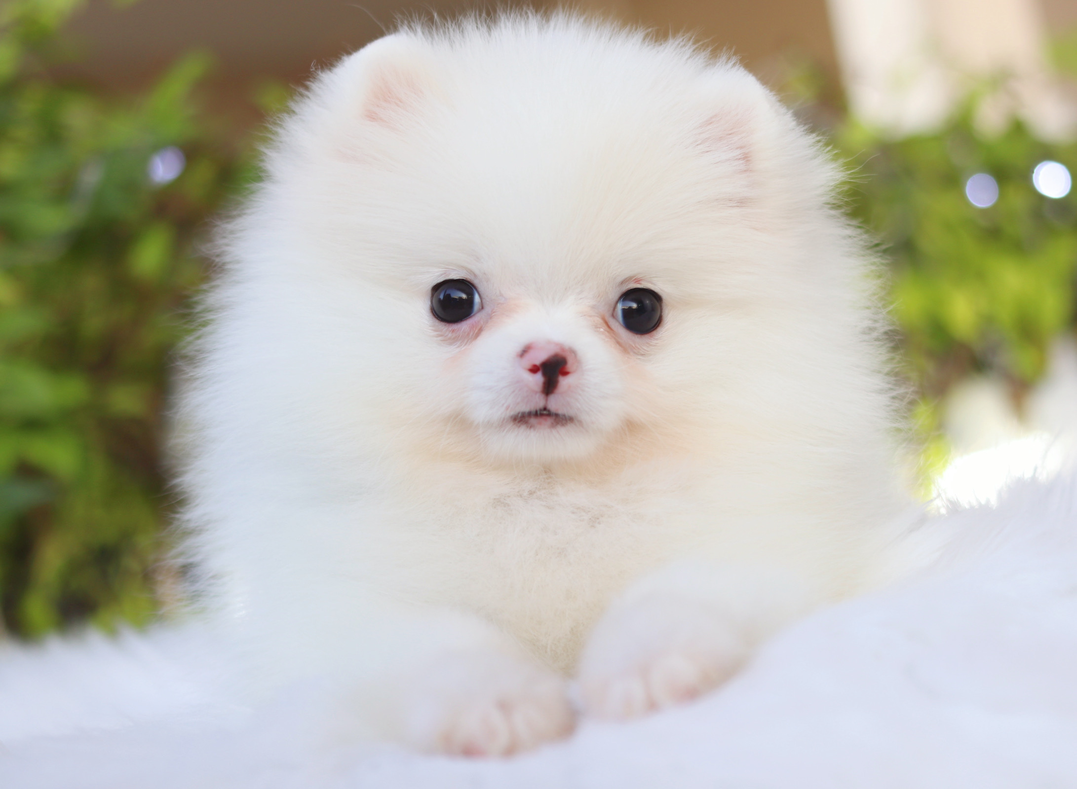 ปอมเมอเรเนียน เพศเมียสีขาว